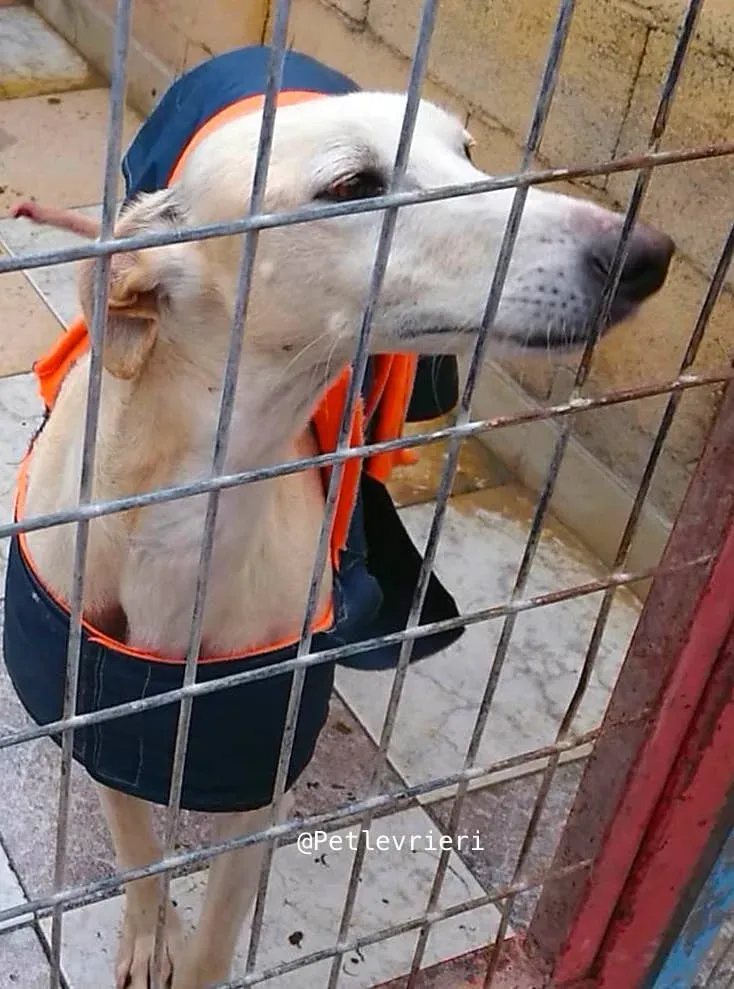 tano adozione levrieri galgo