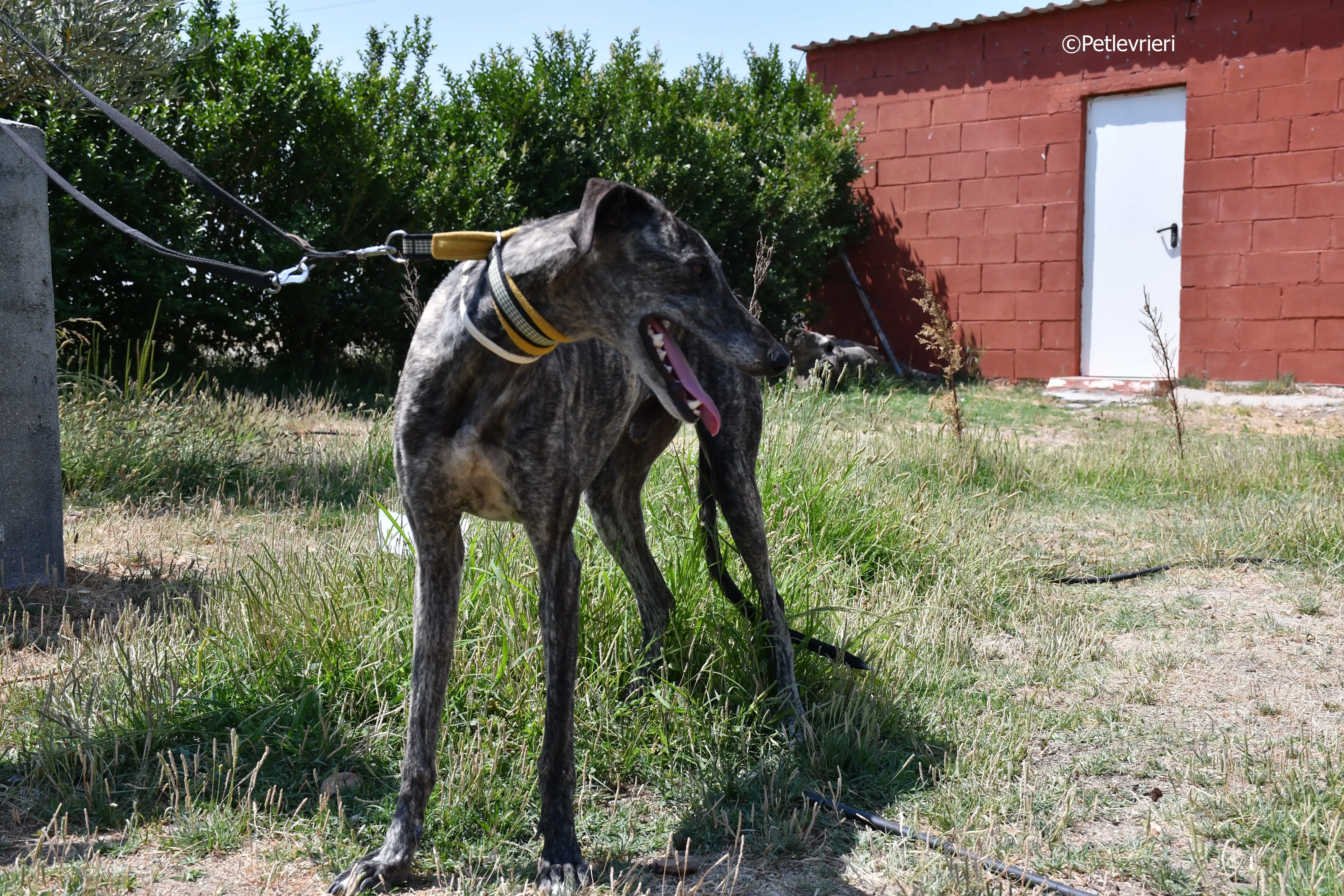 tapon adozione levrieri galgo 10
