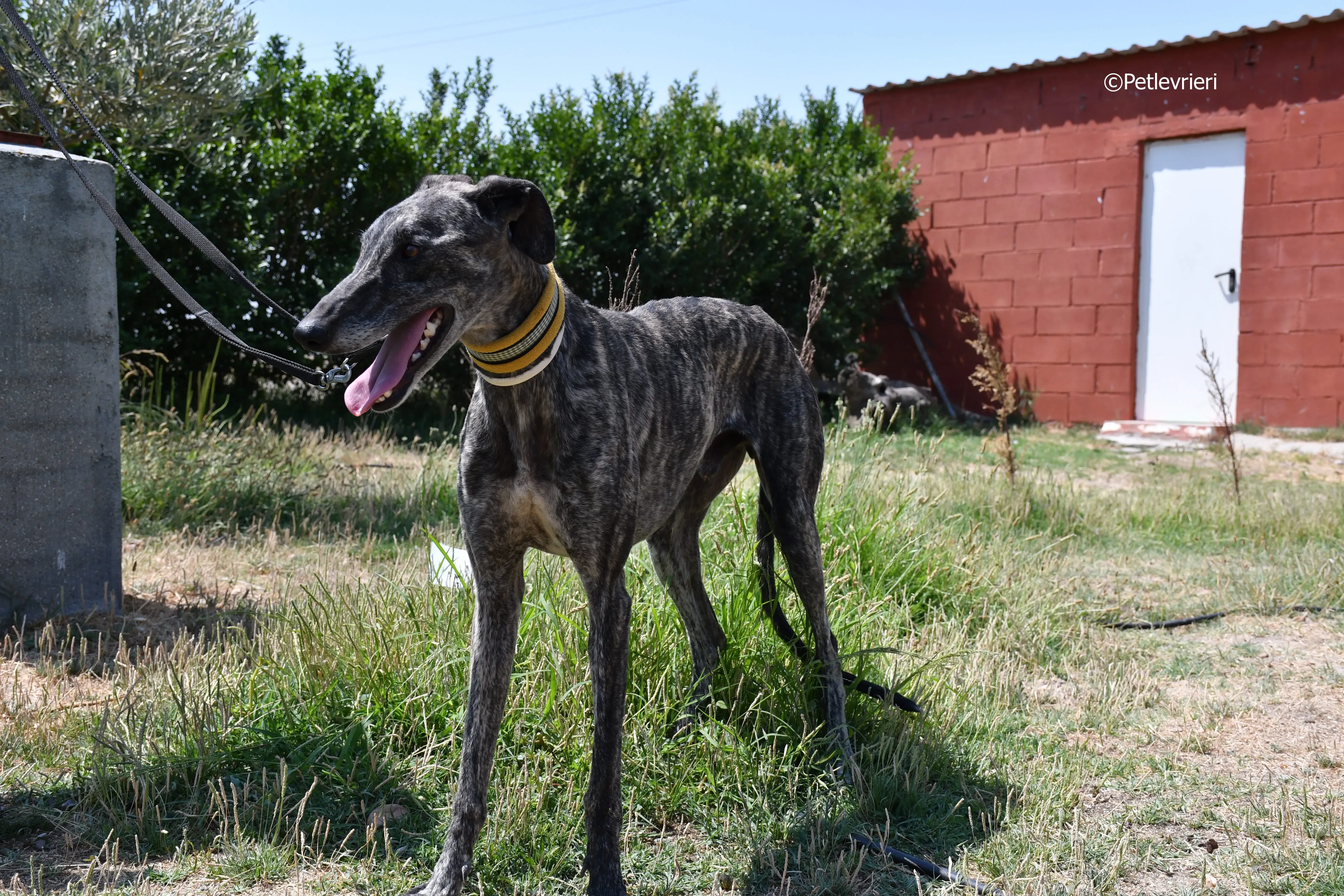 tapon adozione levrieri galgo 11