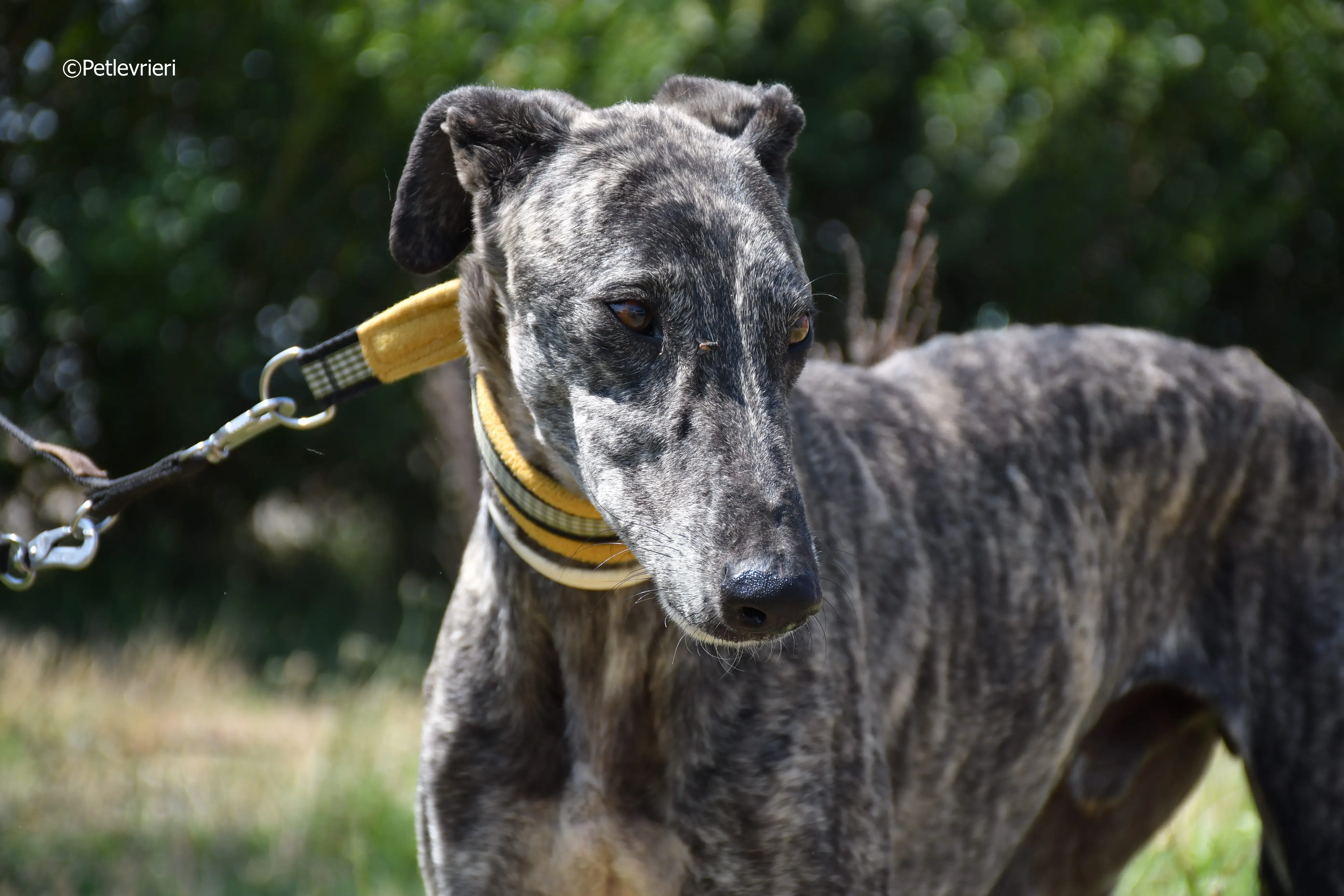 tapon adozione levrieri galgo 12