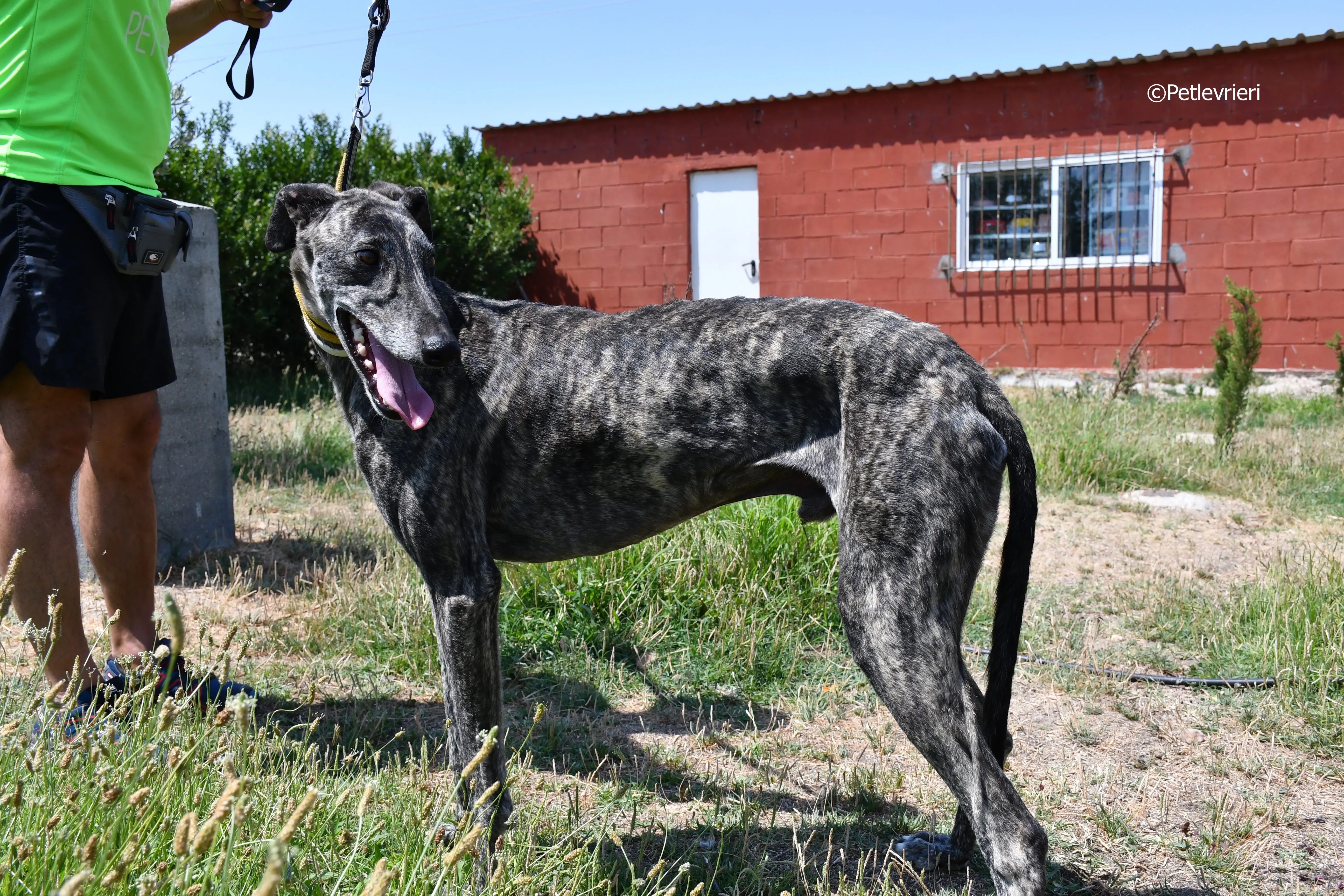 tapon adozione levrieri galgo 13