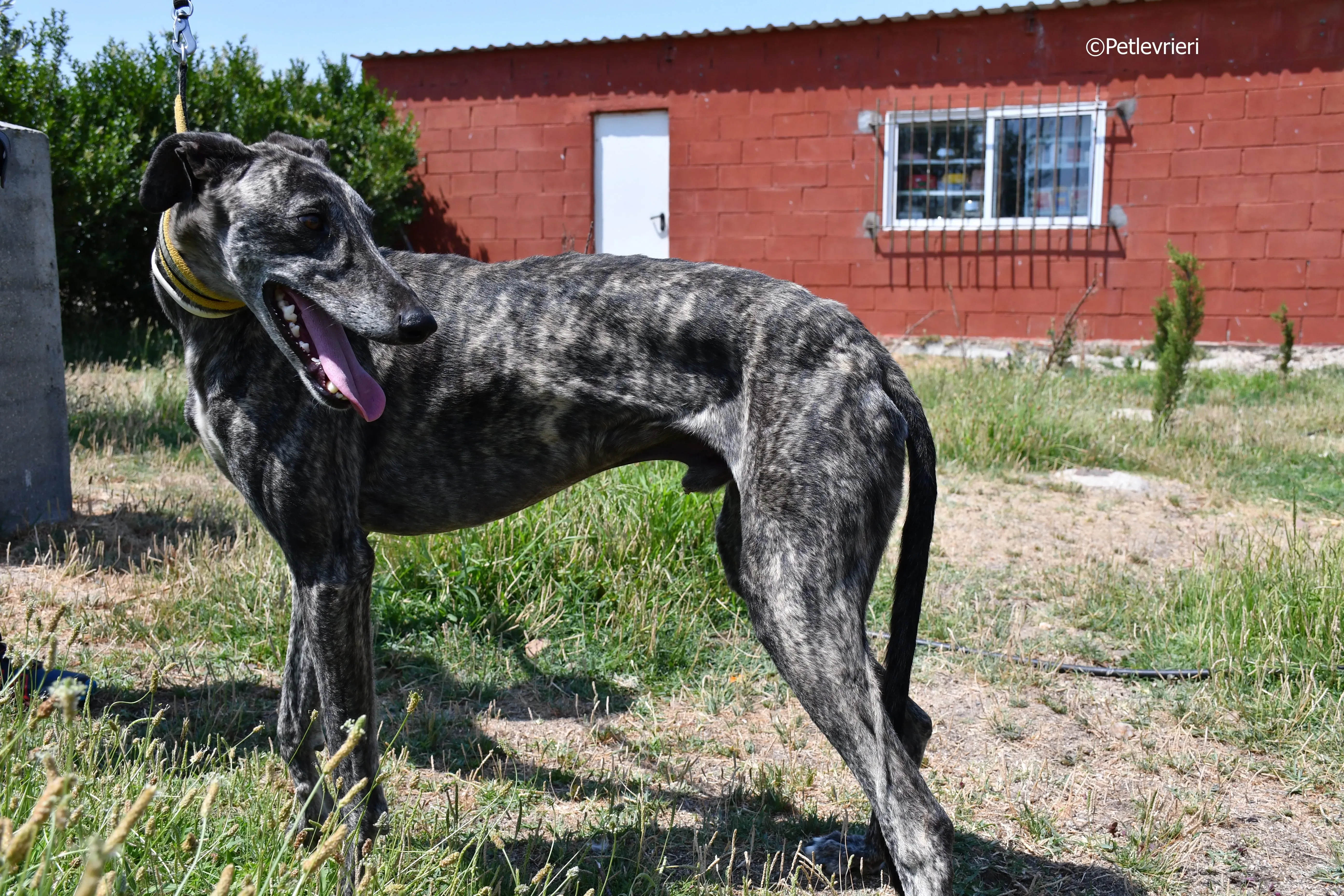 tapon adozione levrieri galgo 14