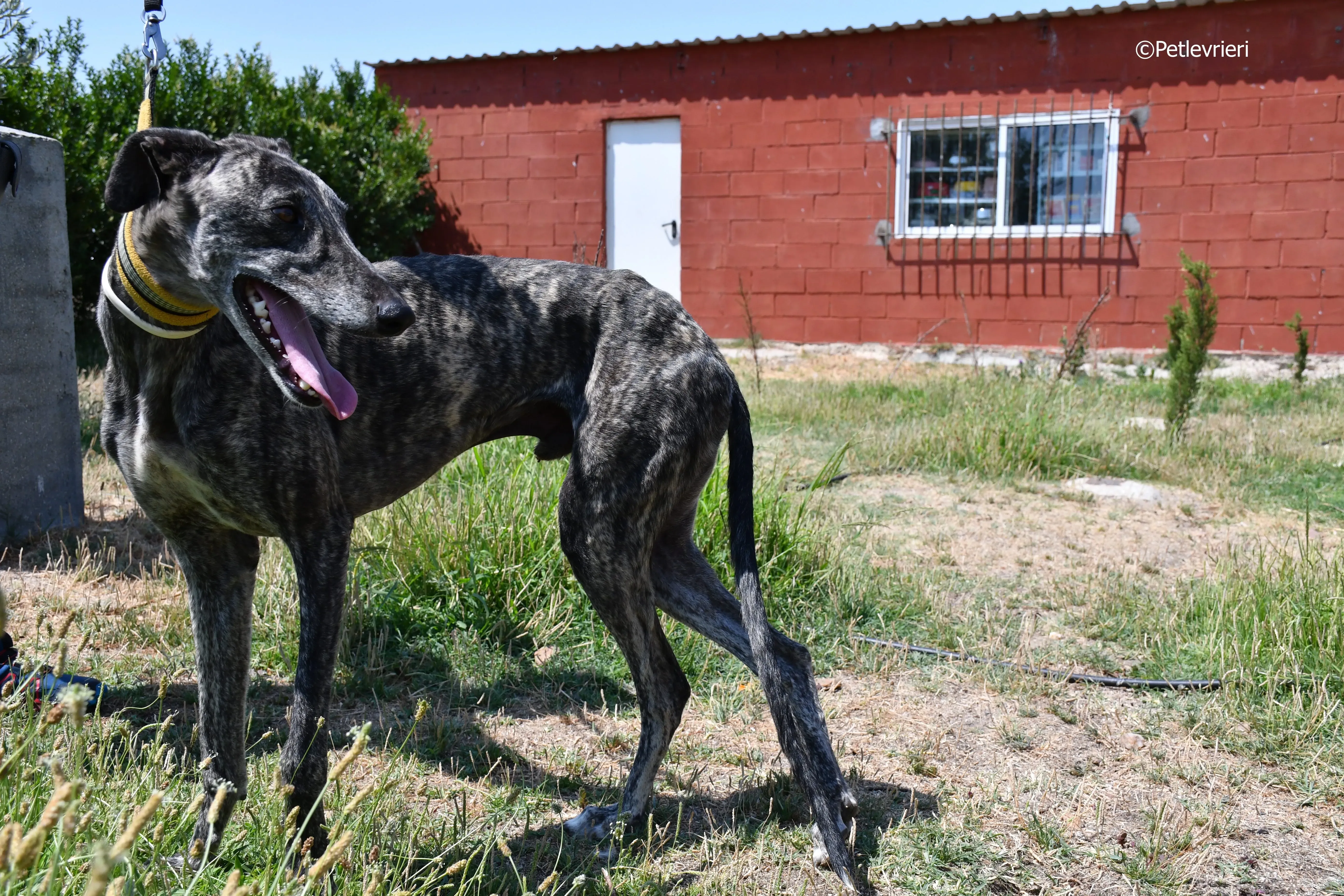 tapon adozione levrieri galgo 15