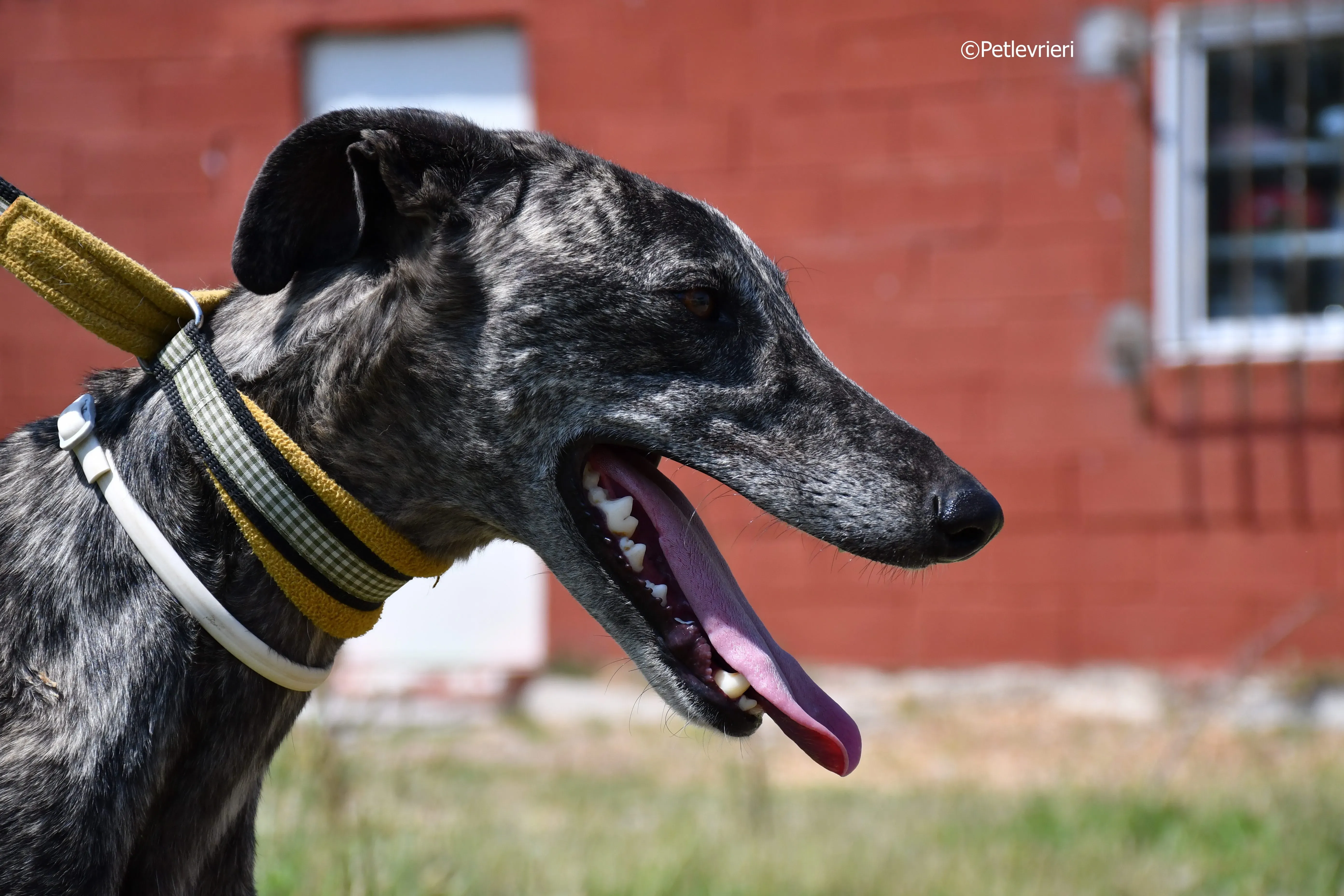 tapon adozione levrieri galgo 16