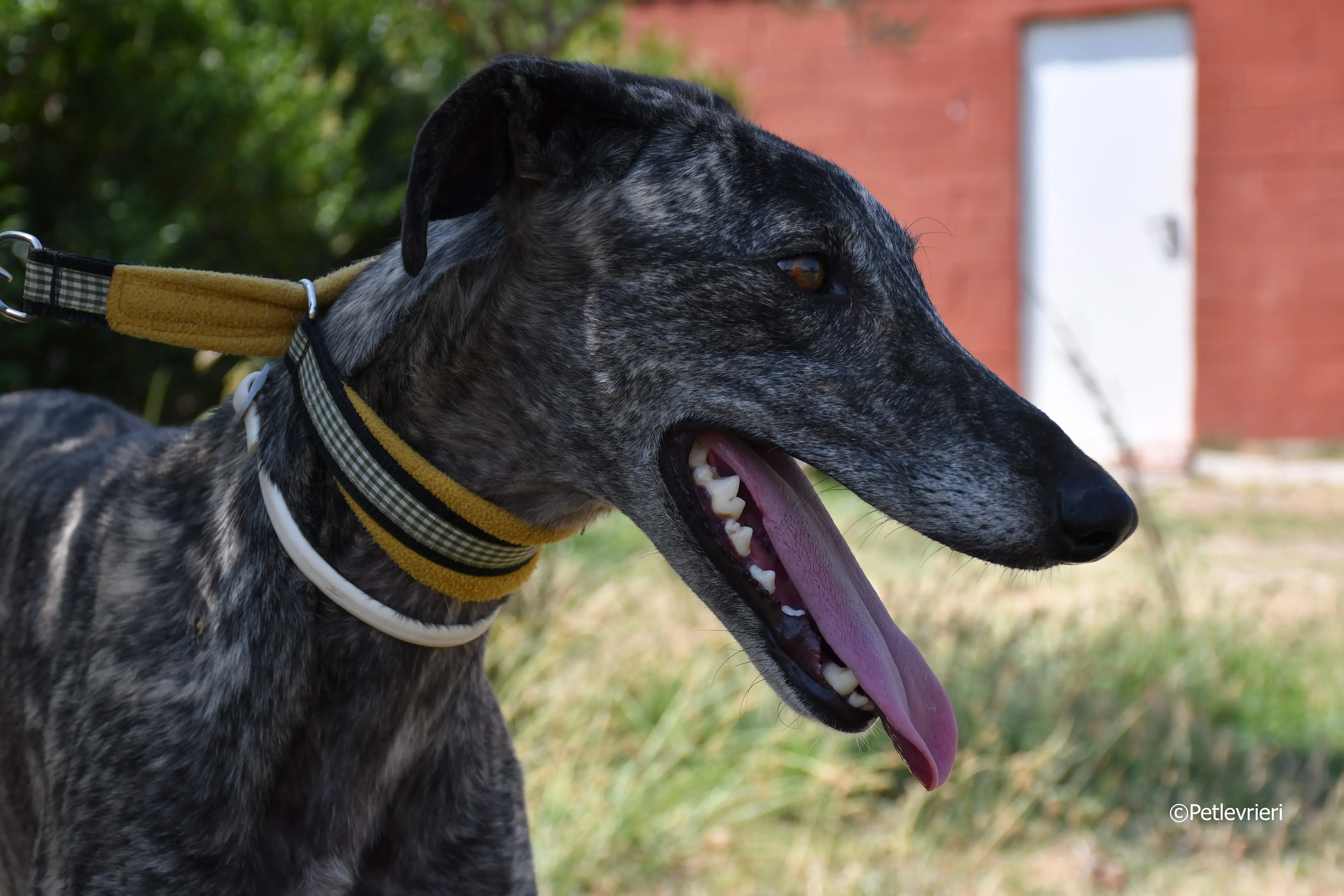 tapon adozione levrieri galgo 18