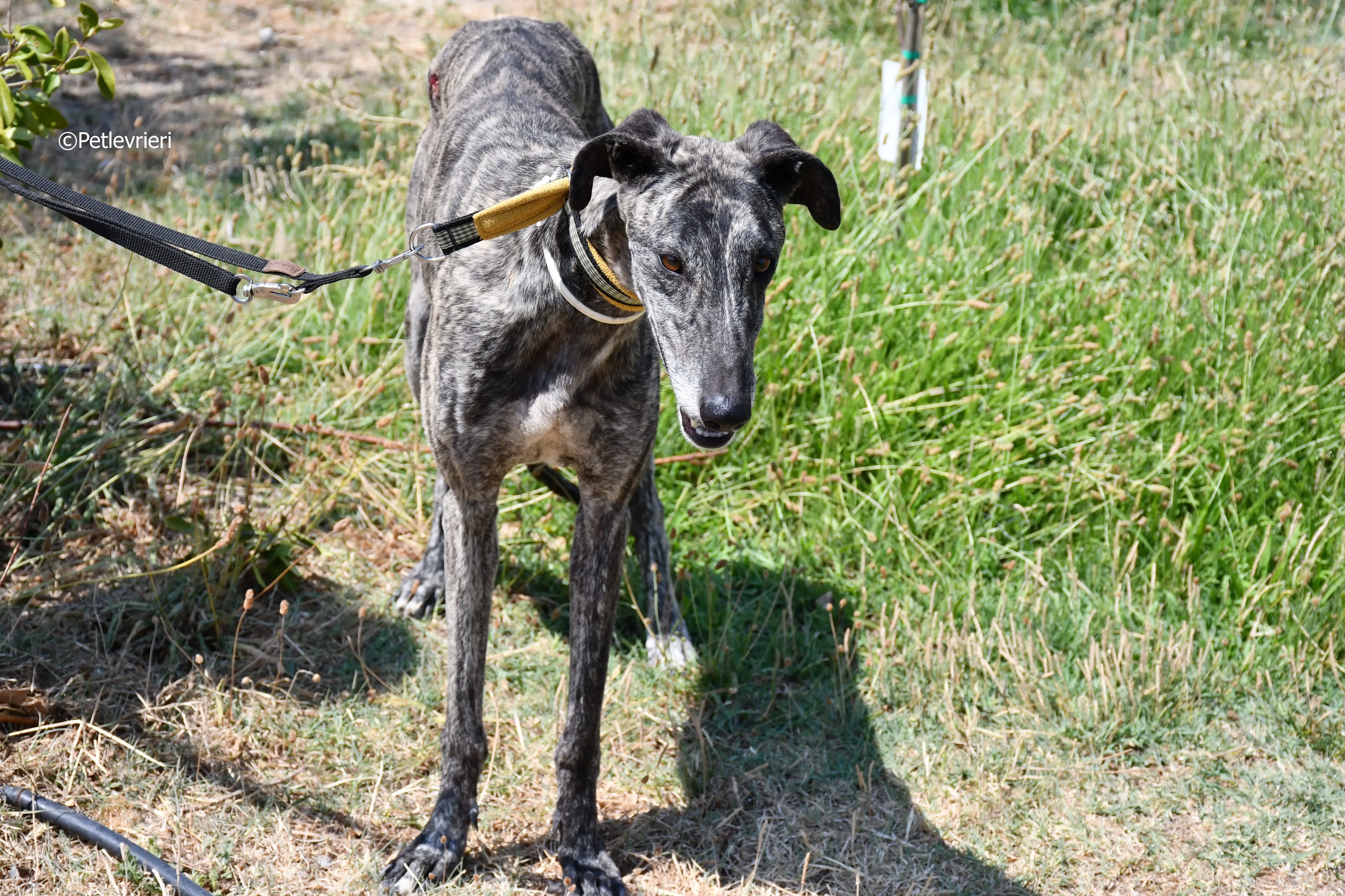 tapon adozione levrieri galgo 19