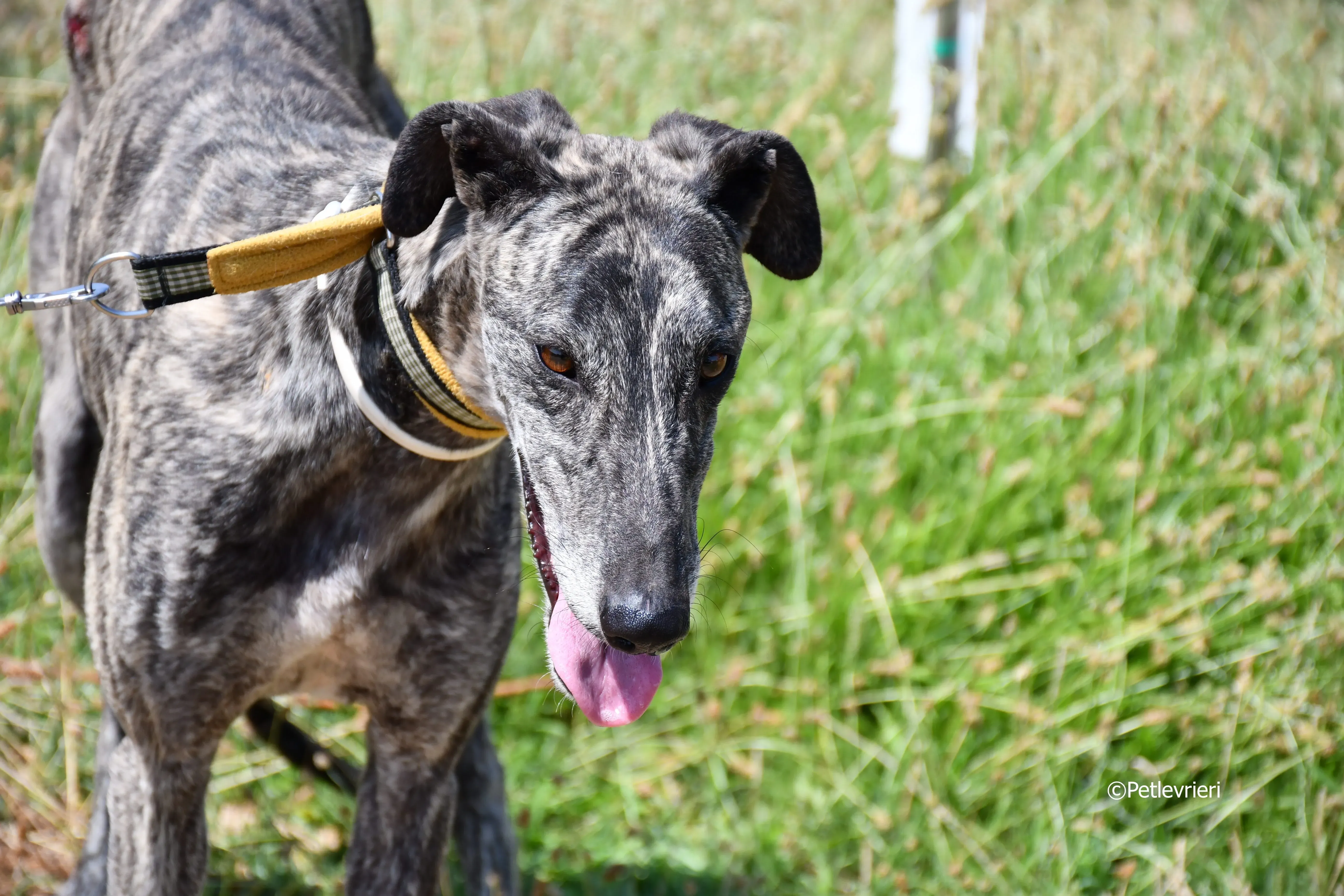 tapon adozione levrieri galgo 20