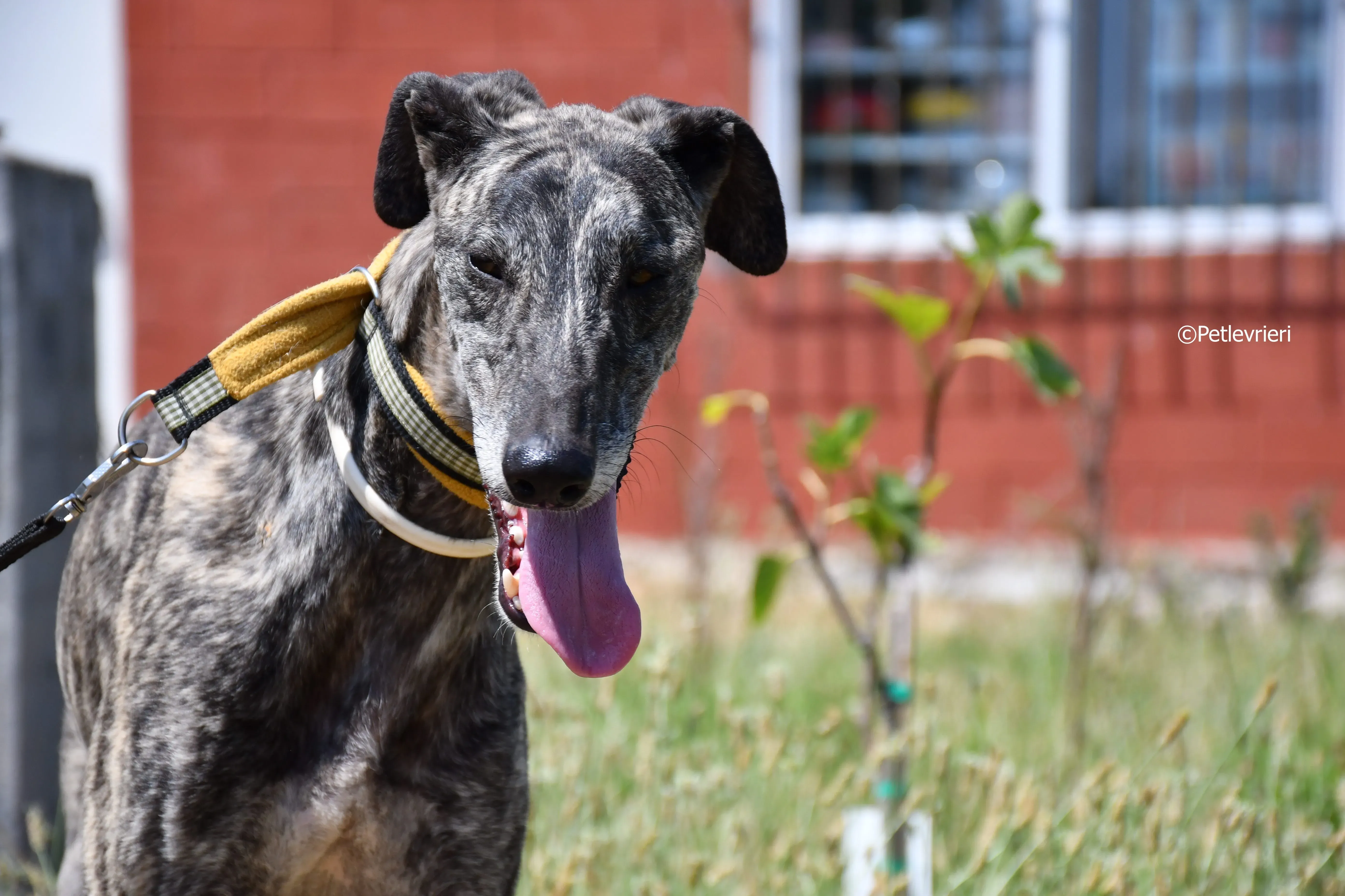 tapon adozione levrieri galgo 21