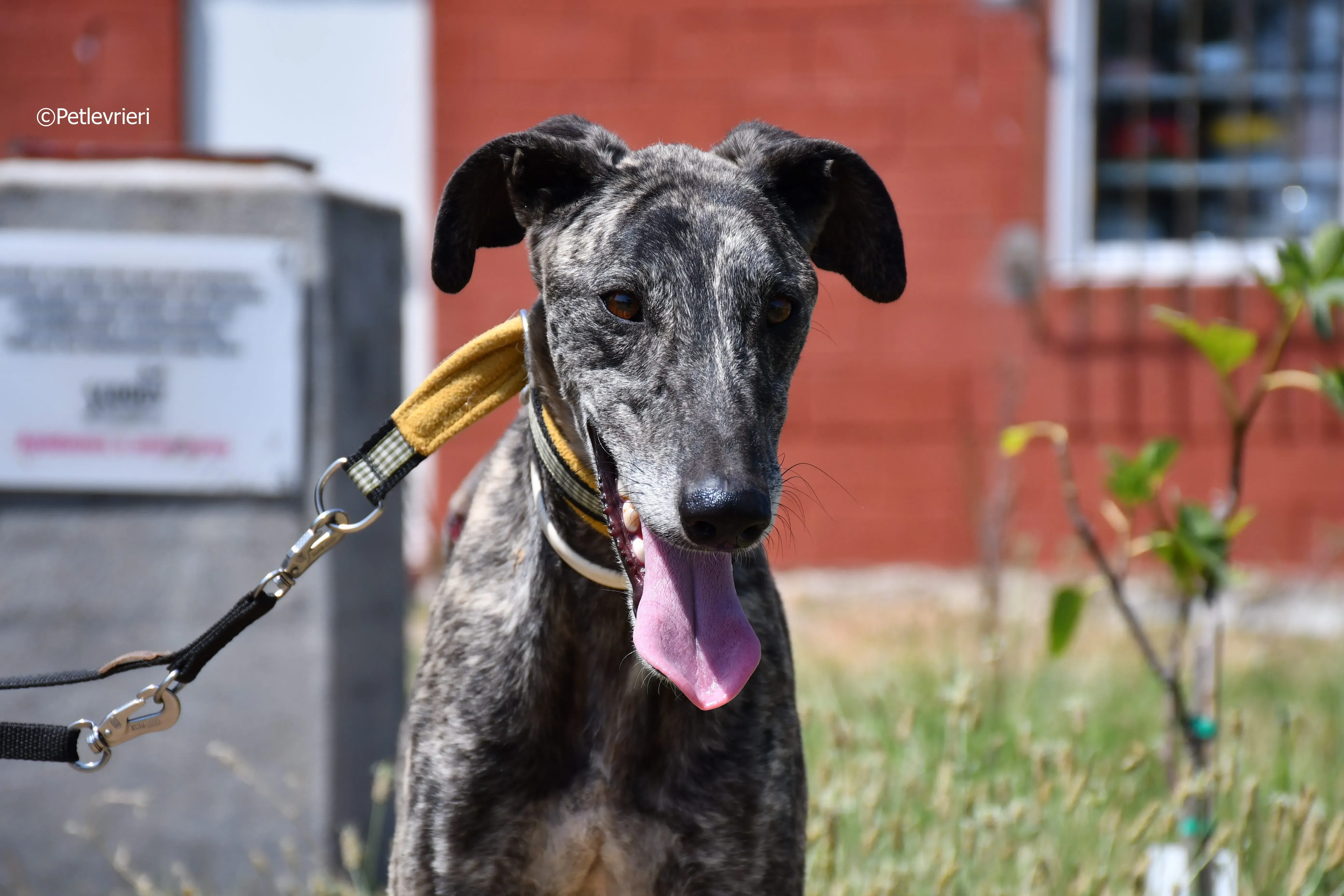 tapon adozione levrieri galgo 23