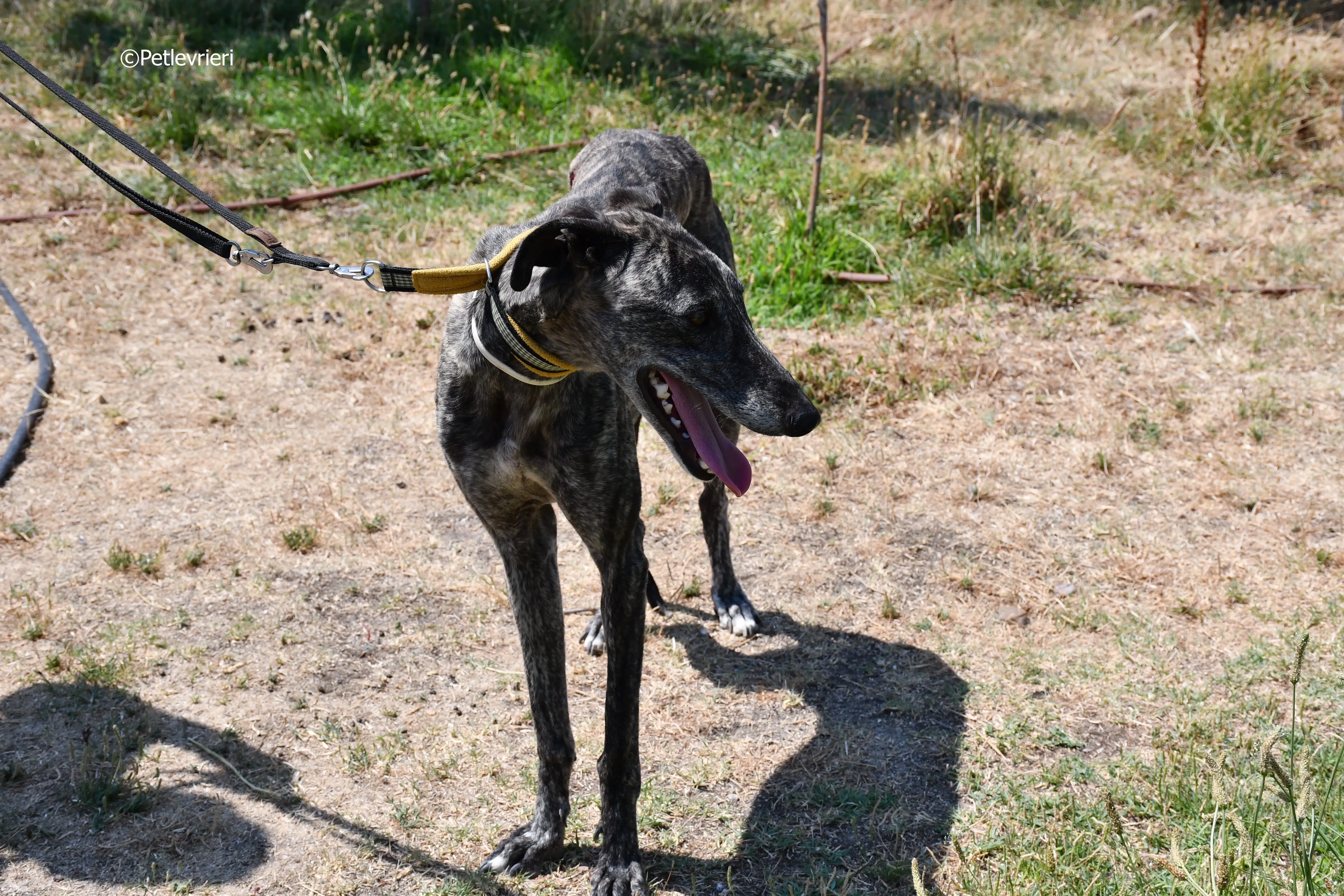 tapon adozione levrieri galgo 24