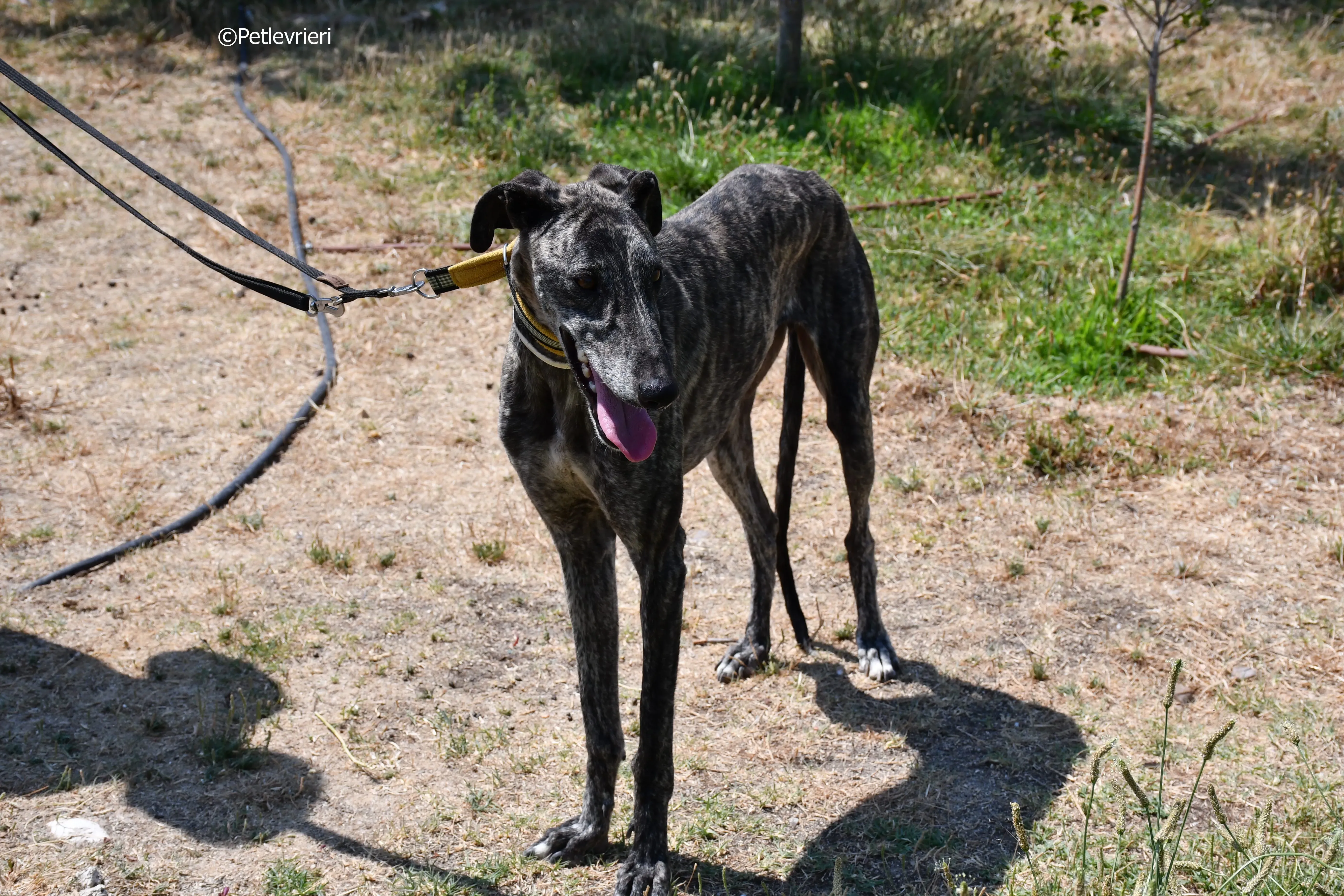 tapon adozione levrieri galgo 25