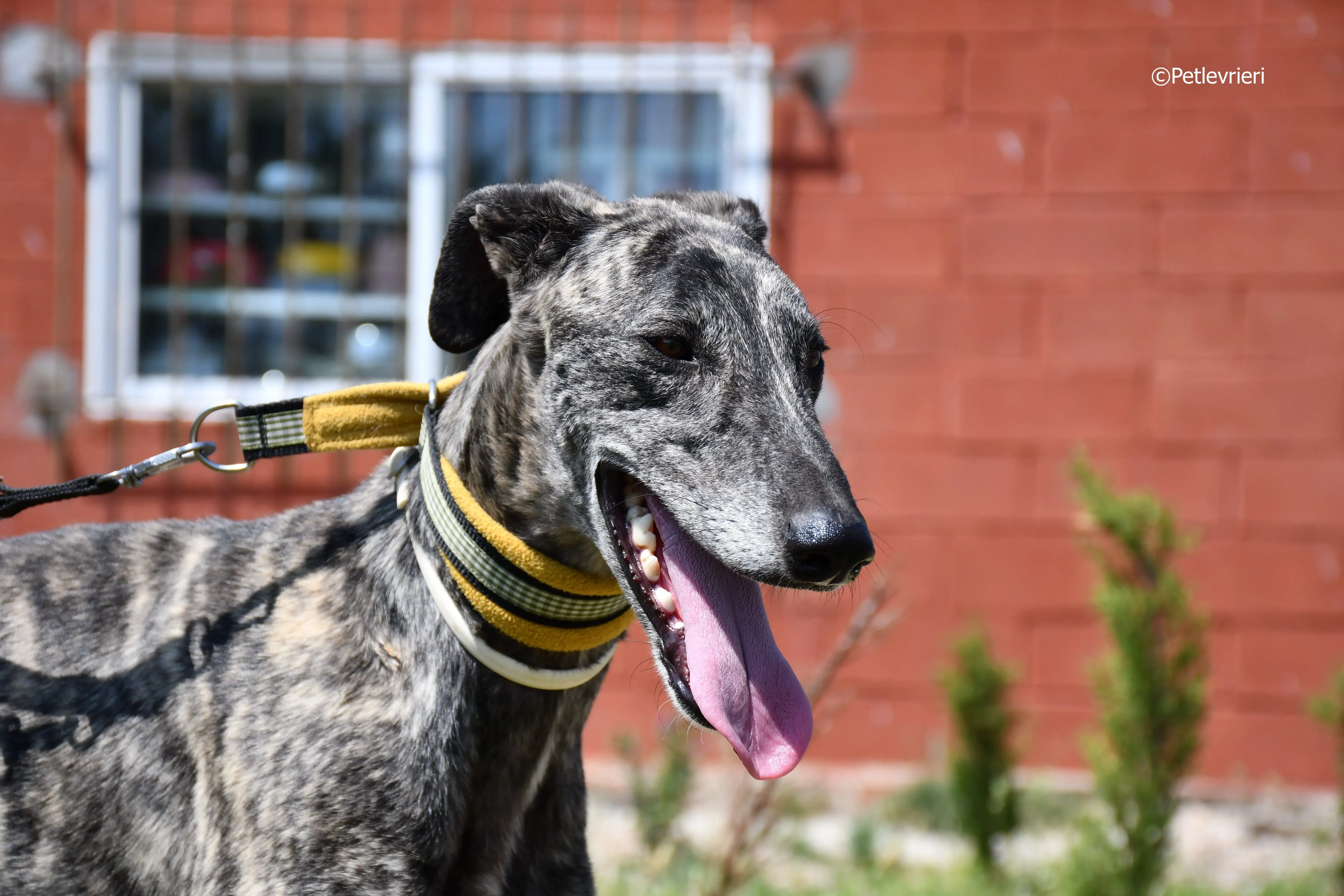 tapon adozione levrieri galgo 3