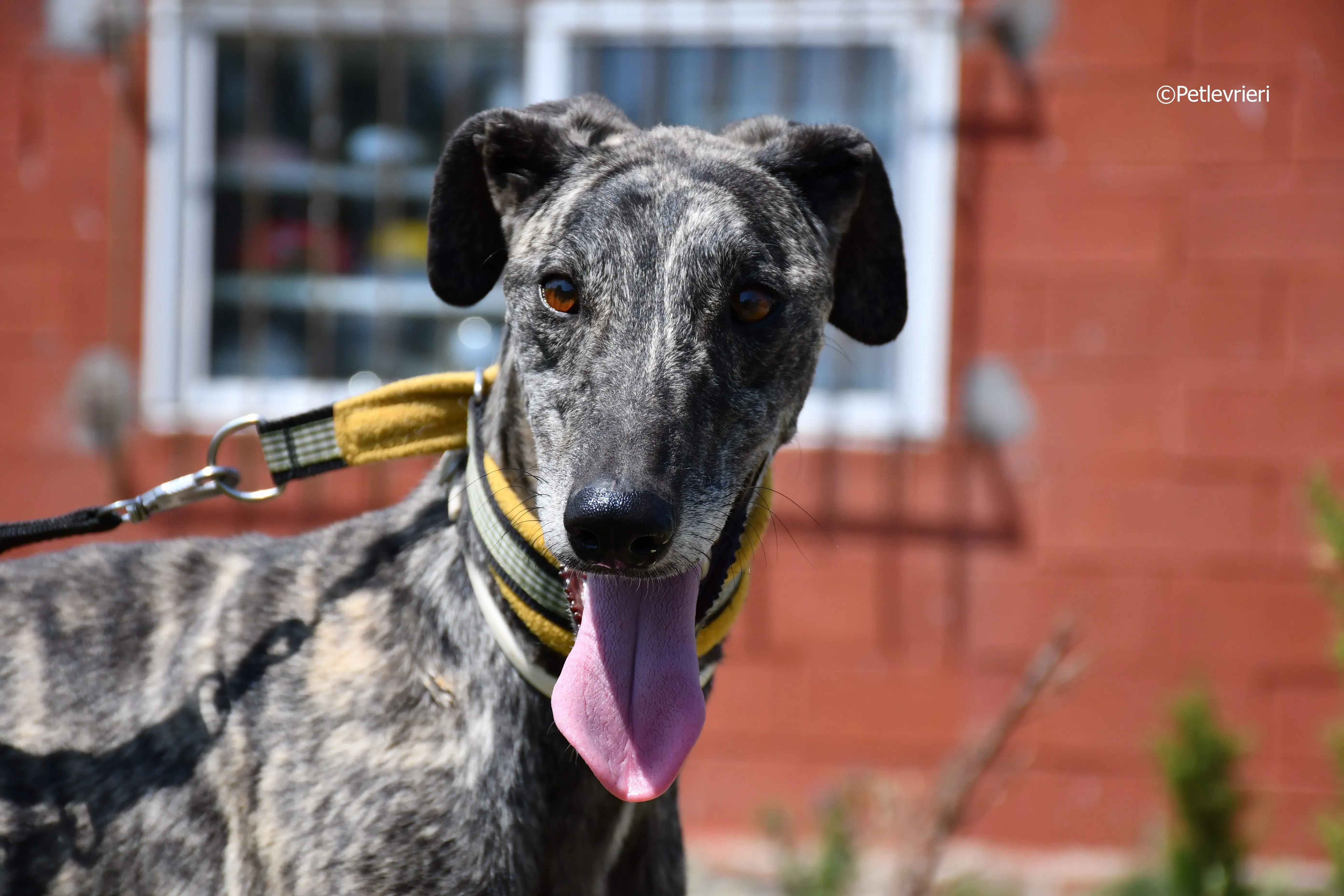 tapon adozione levrieri galgo 4