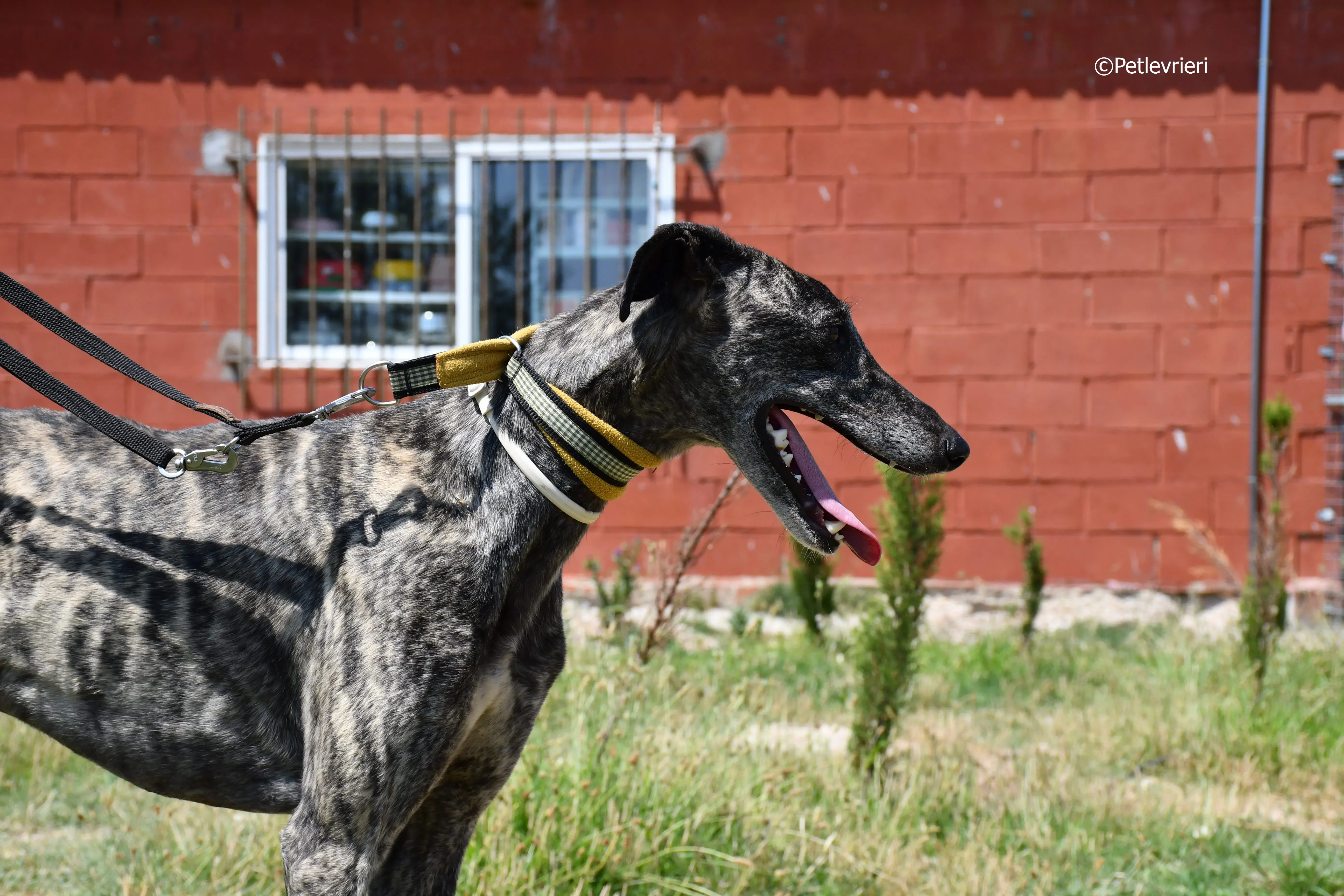 tapon adozione levrieri galgo 5