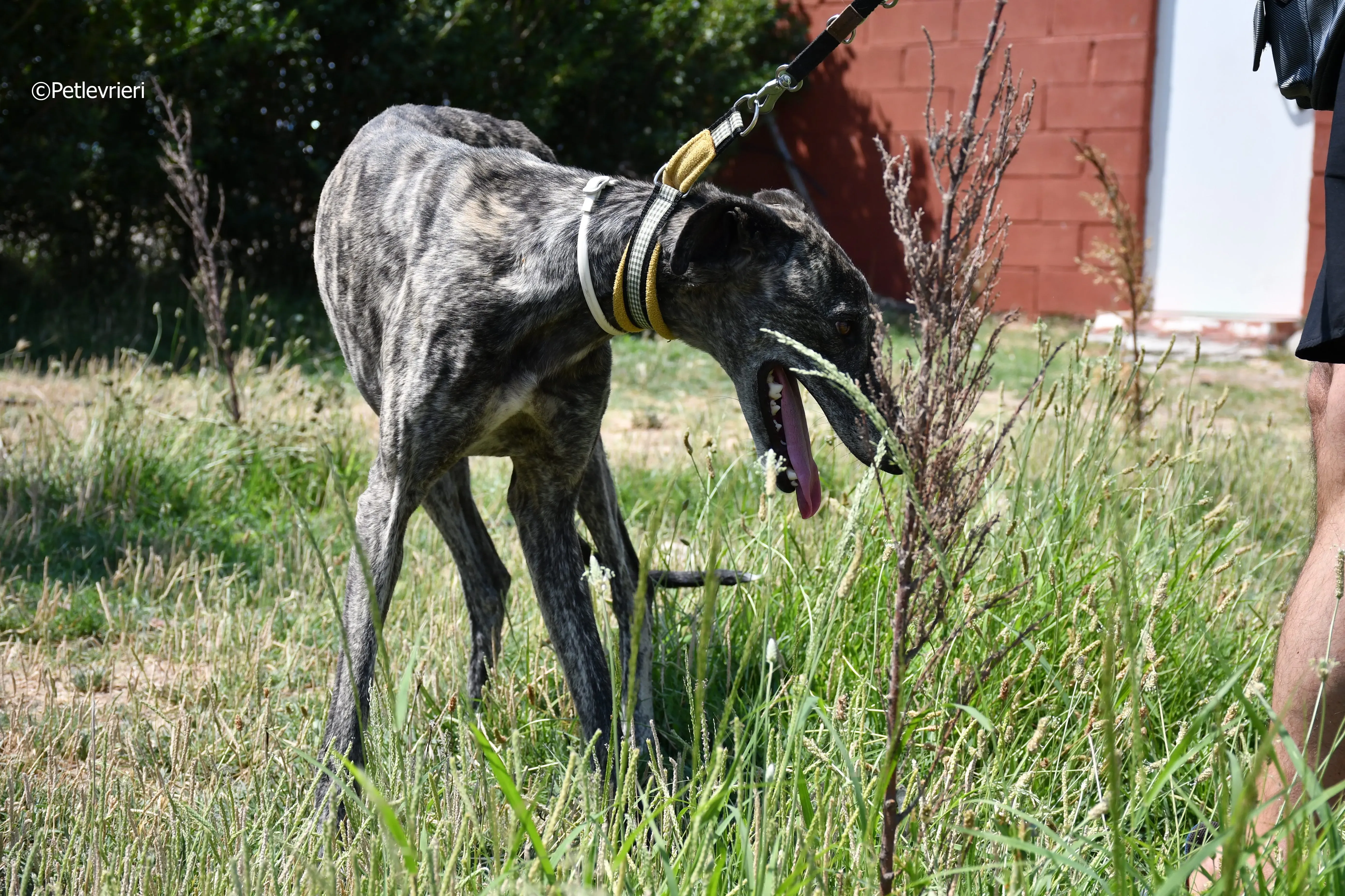 tapon adozione levrieri galgo 6