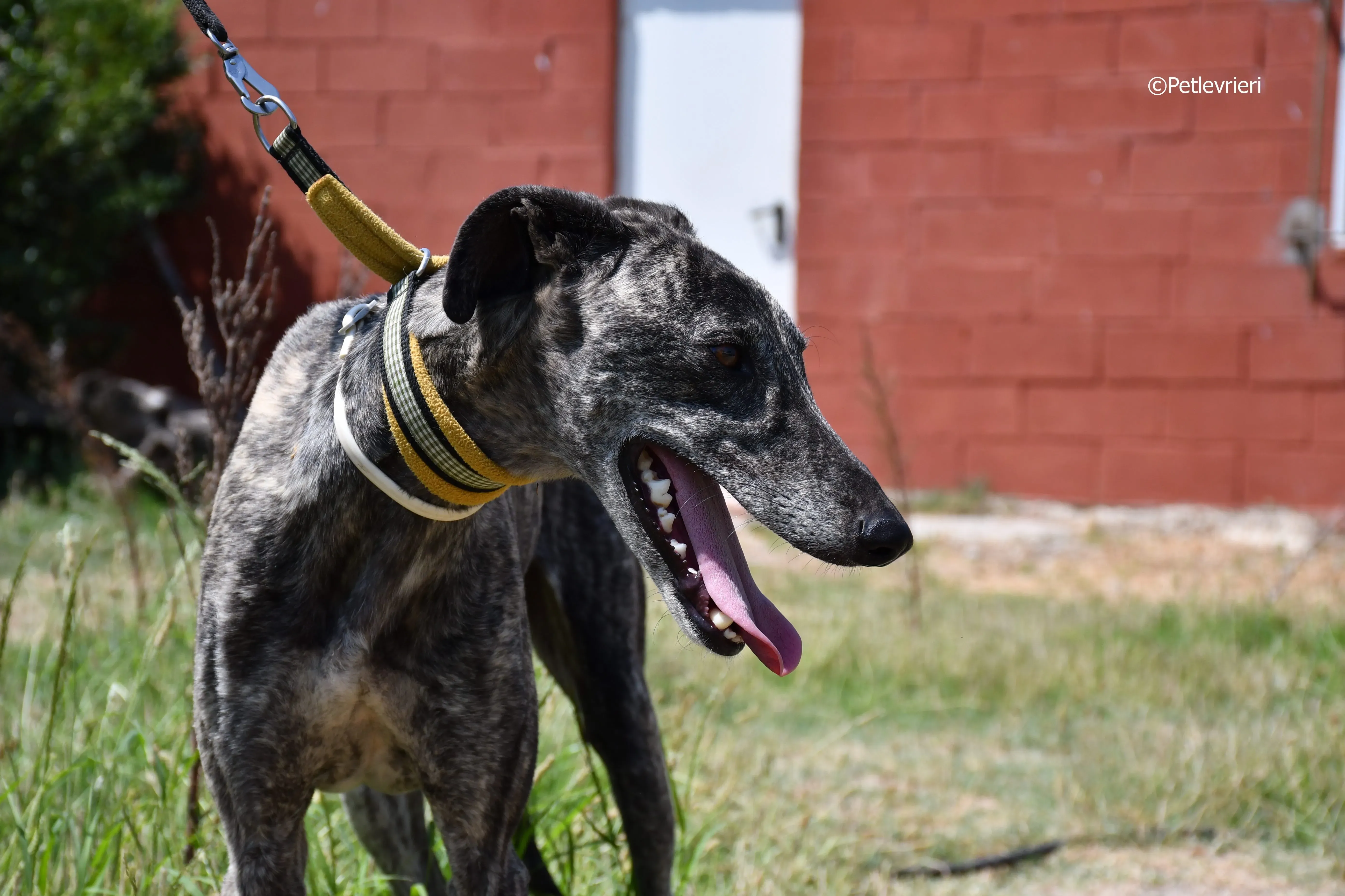 tapon adozione levrieri galgo 7