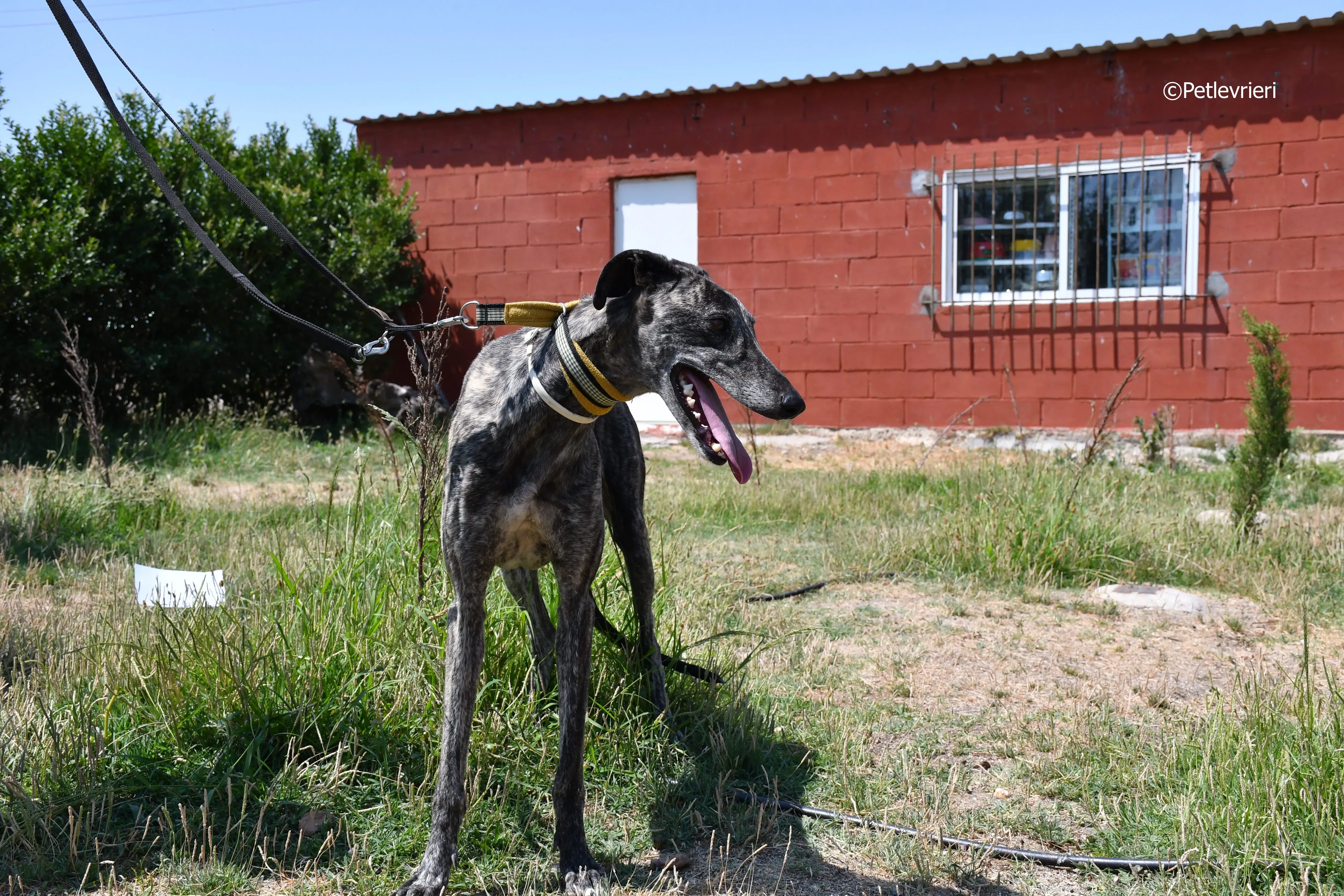 tapon adozione levrieri galgo 8