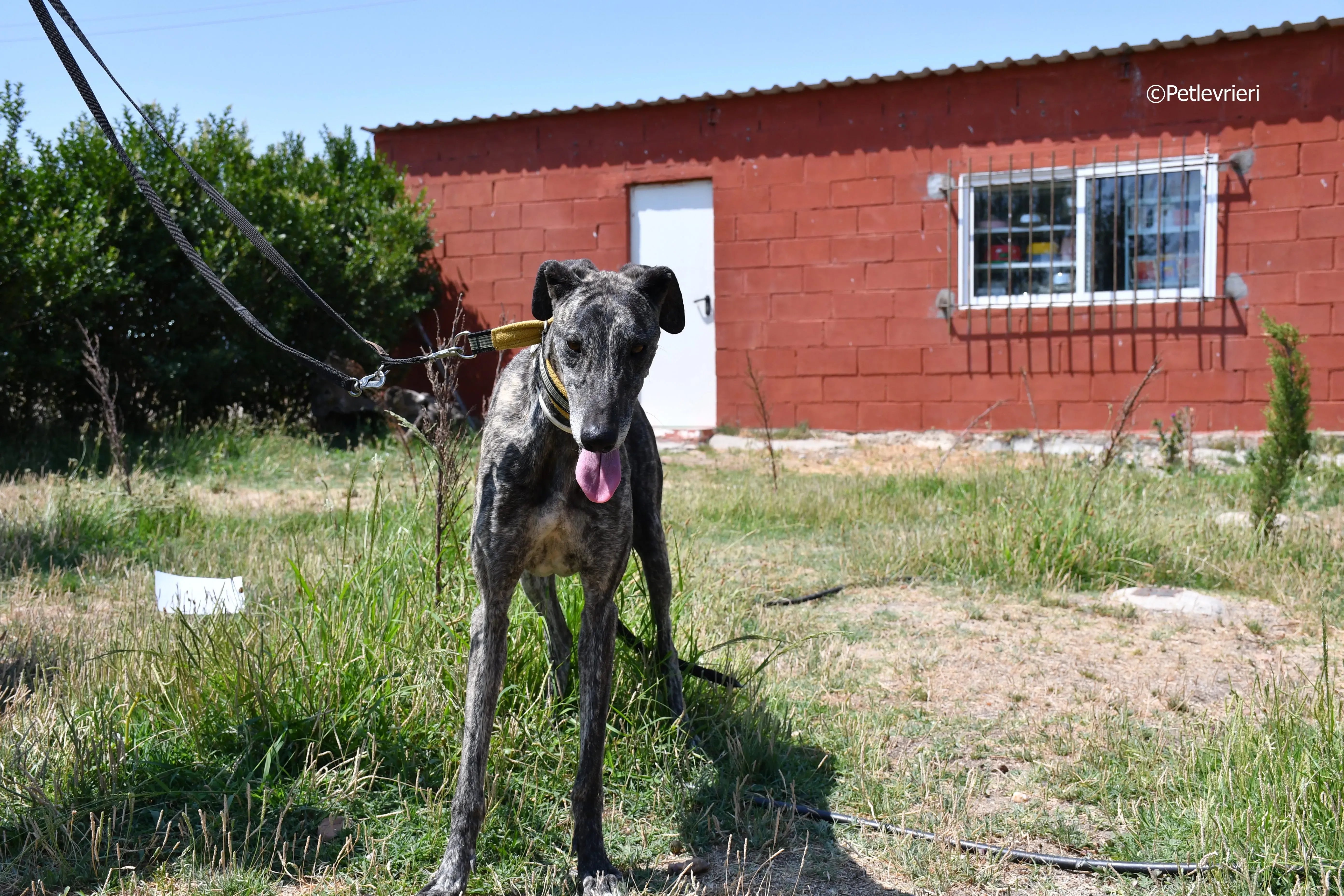 tapon adozione levrieri galgo 9