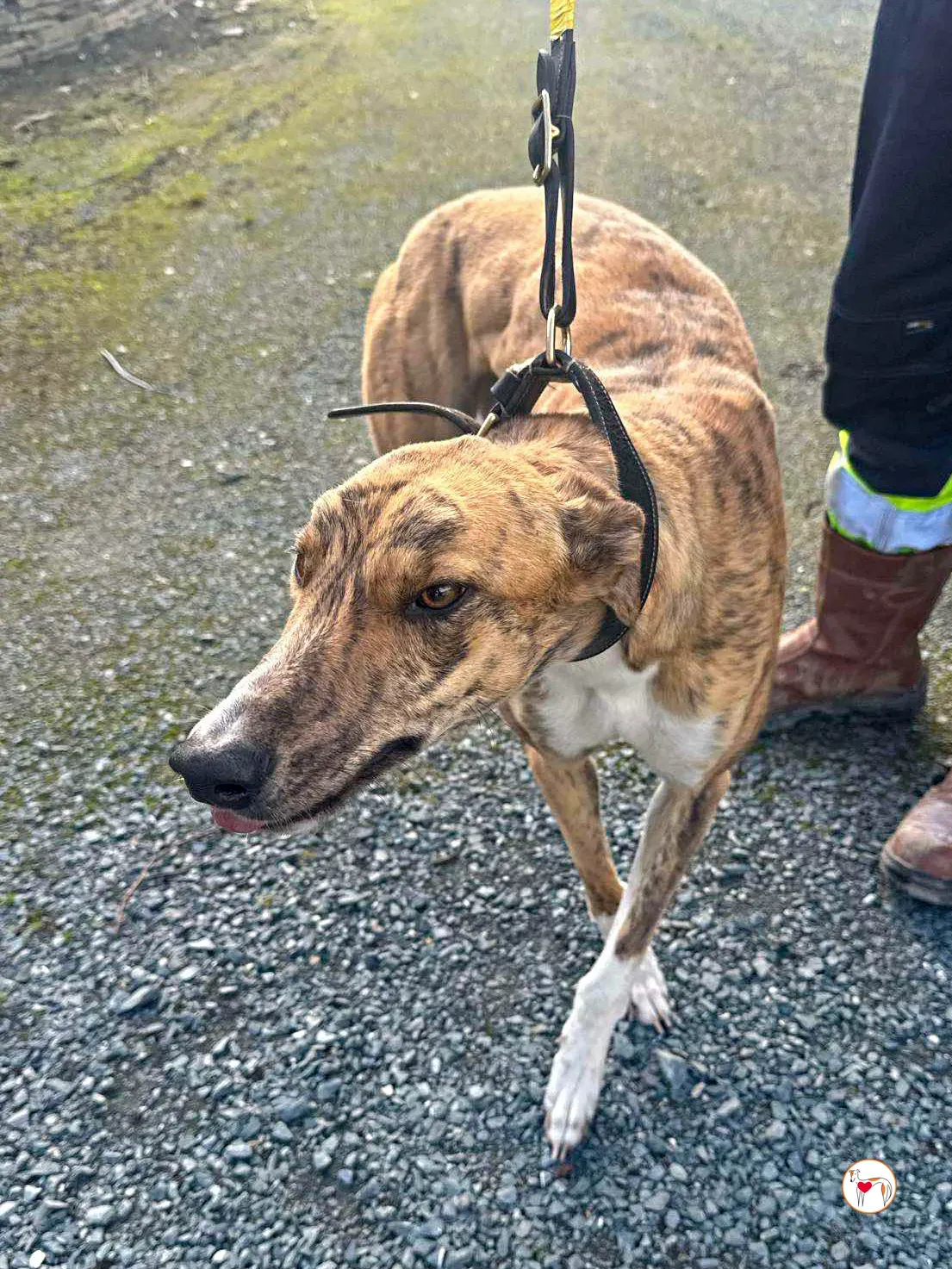 tara grey adozione 01