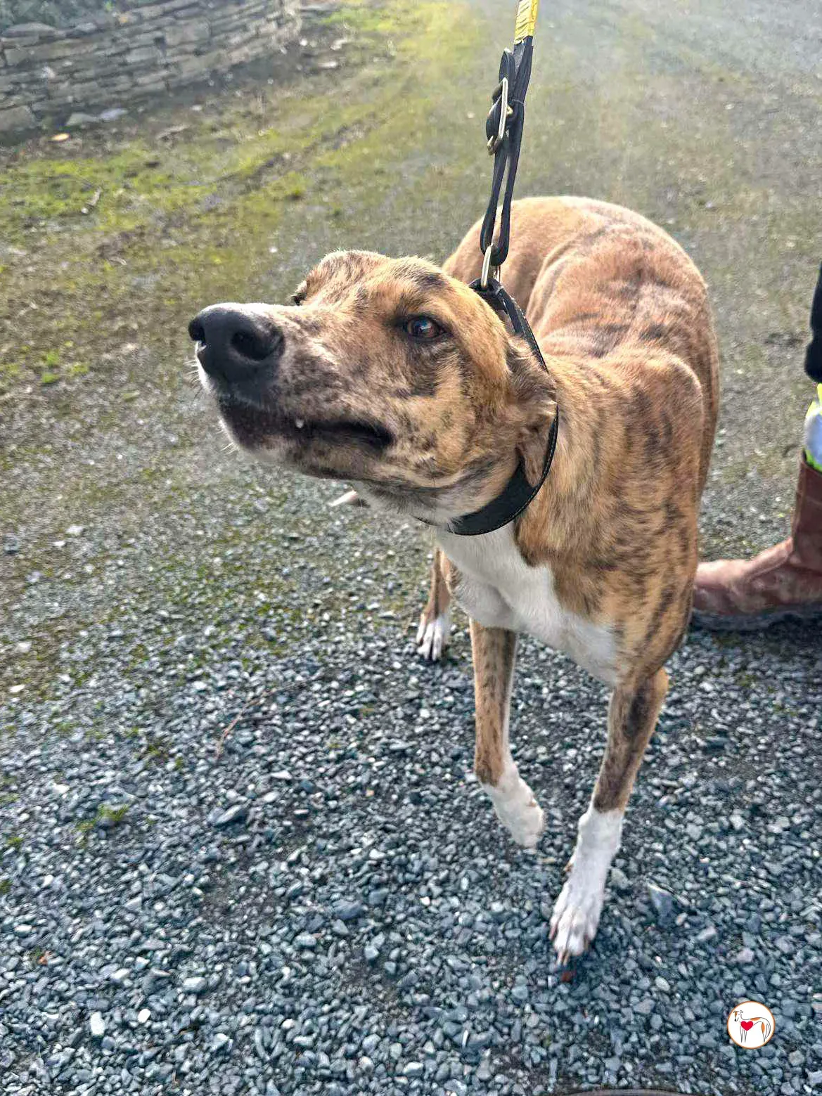 tara grey adozione 02