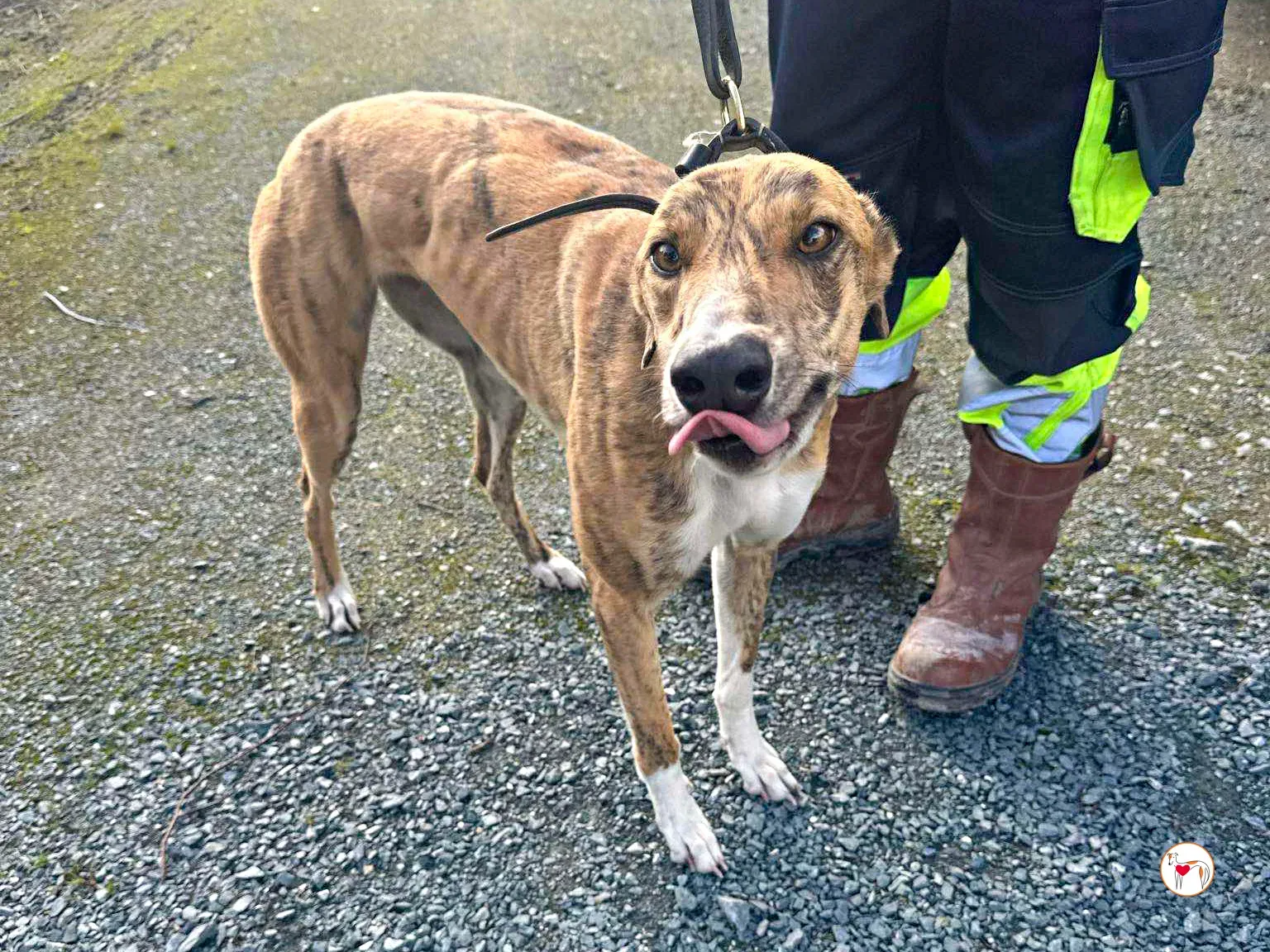 tara grey adozione 03