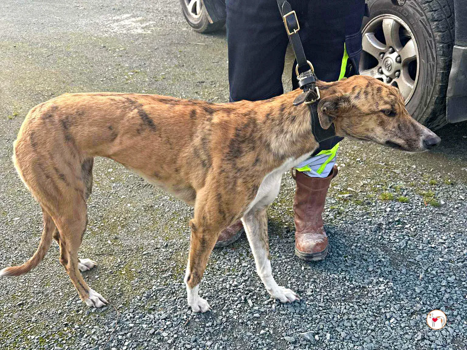 tara grey adozione 04