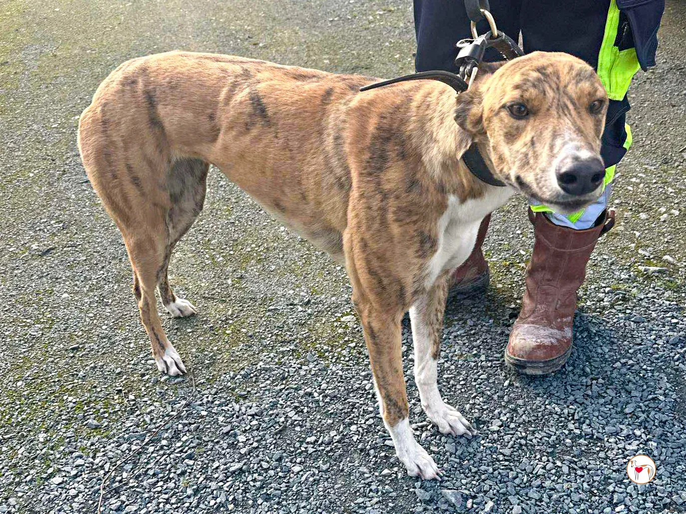 tara grey adozione 05