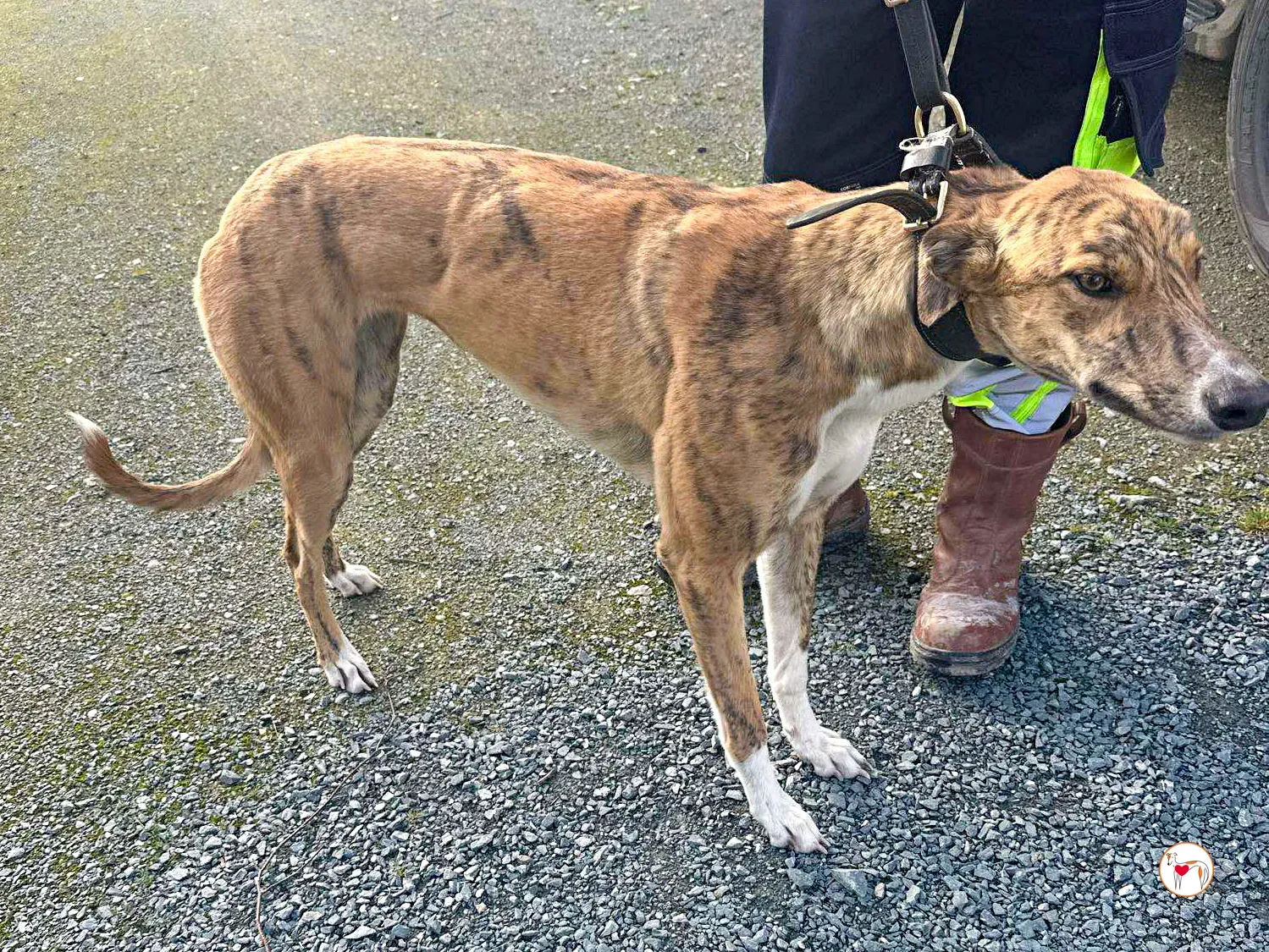 tara grey adozione 06