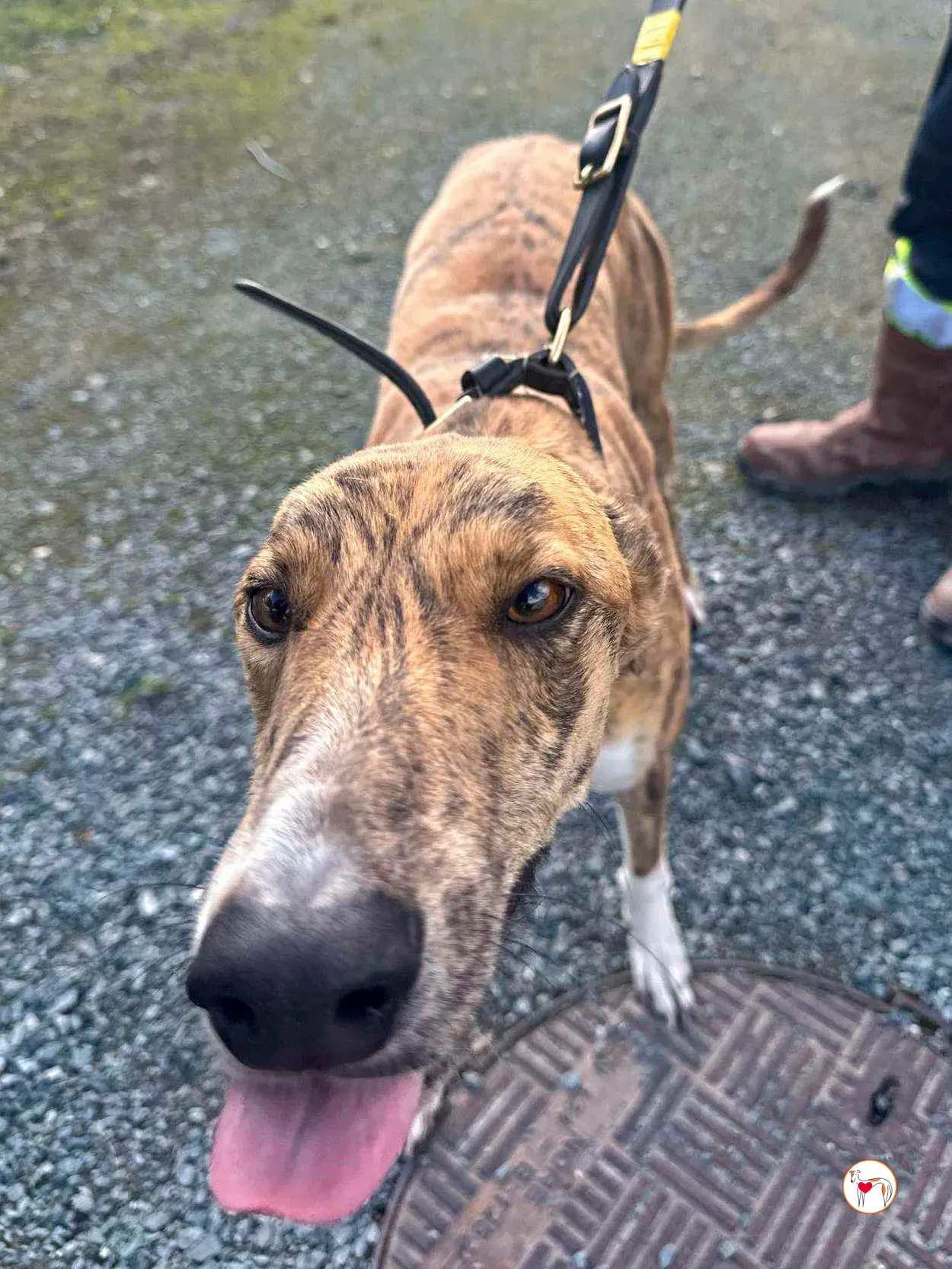 tara grey adozione 07