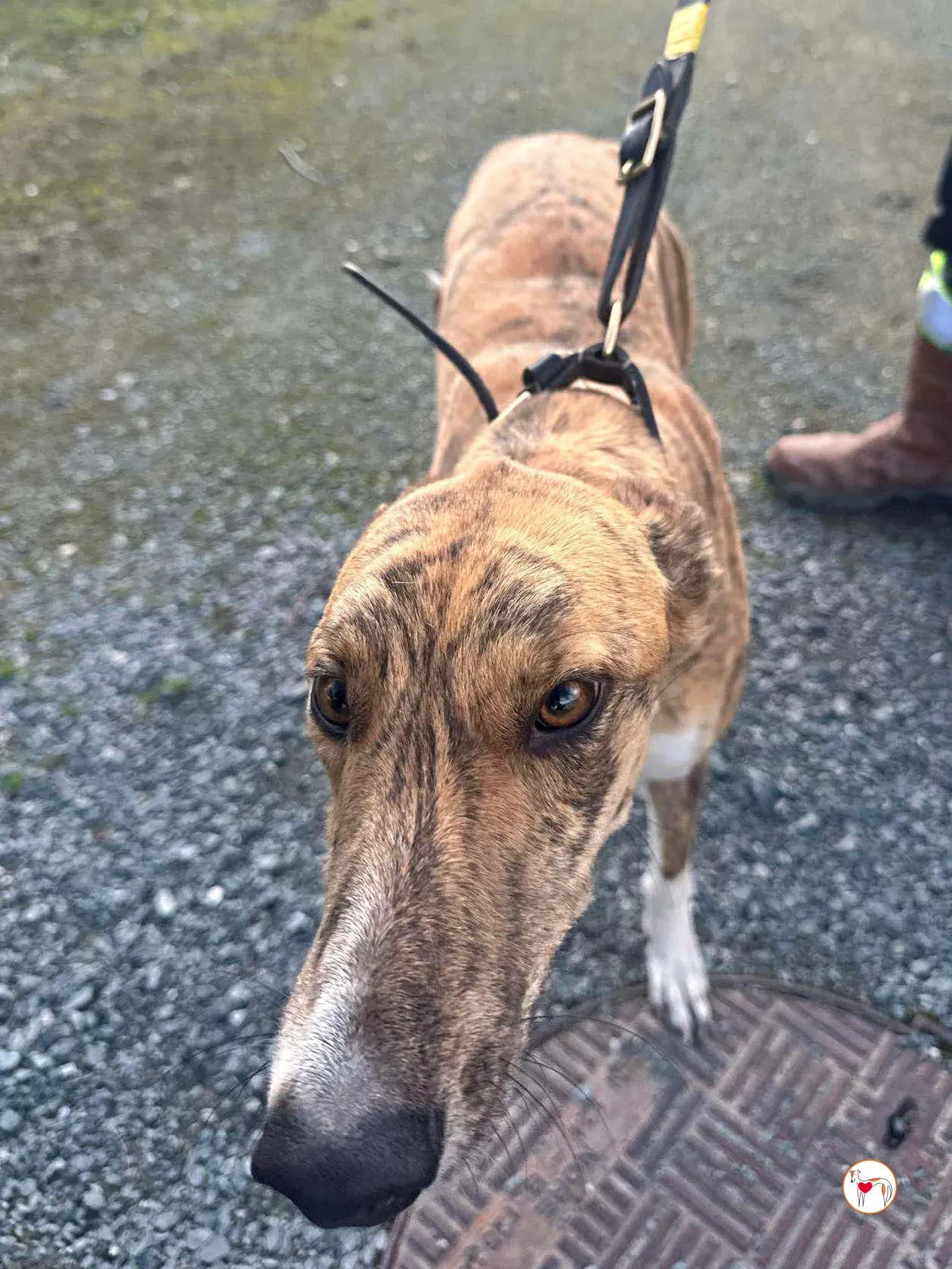 tara grey adozione 08