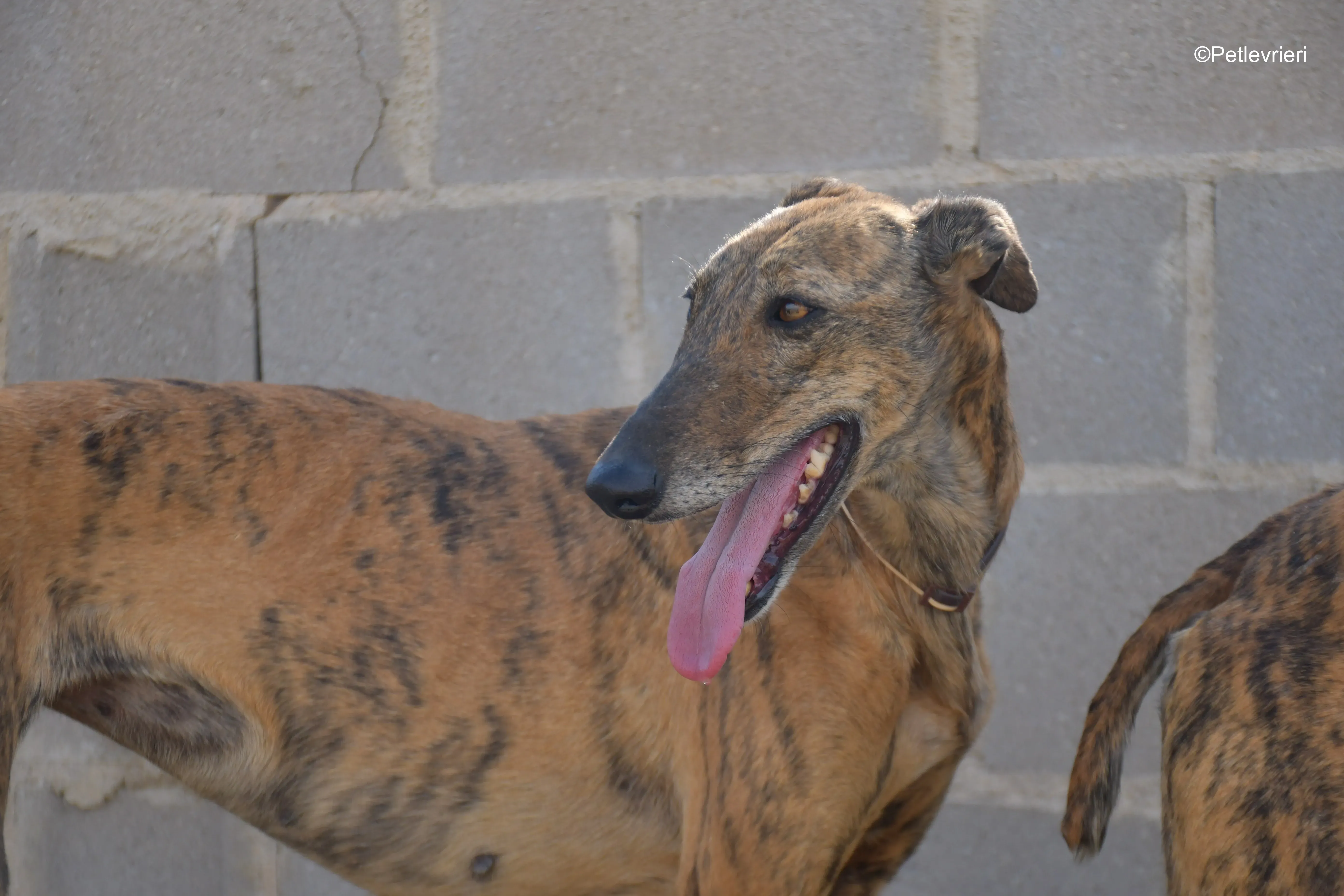 tata adozione levrieri galgo 1