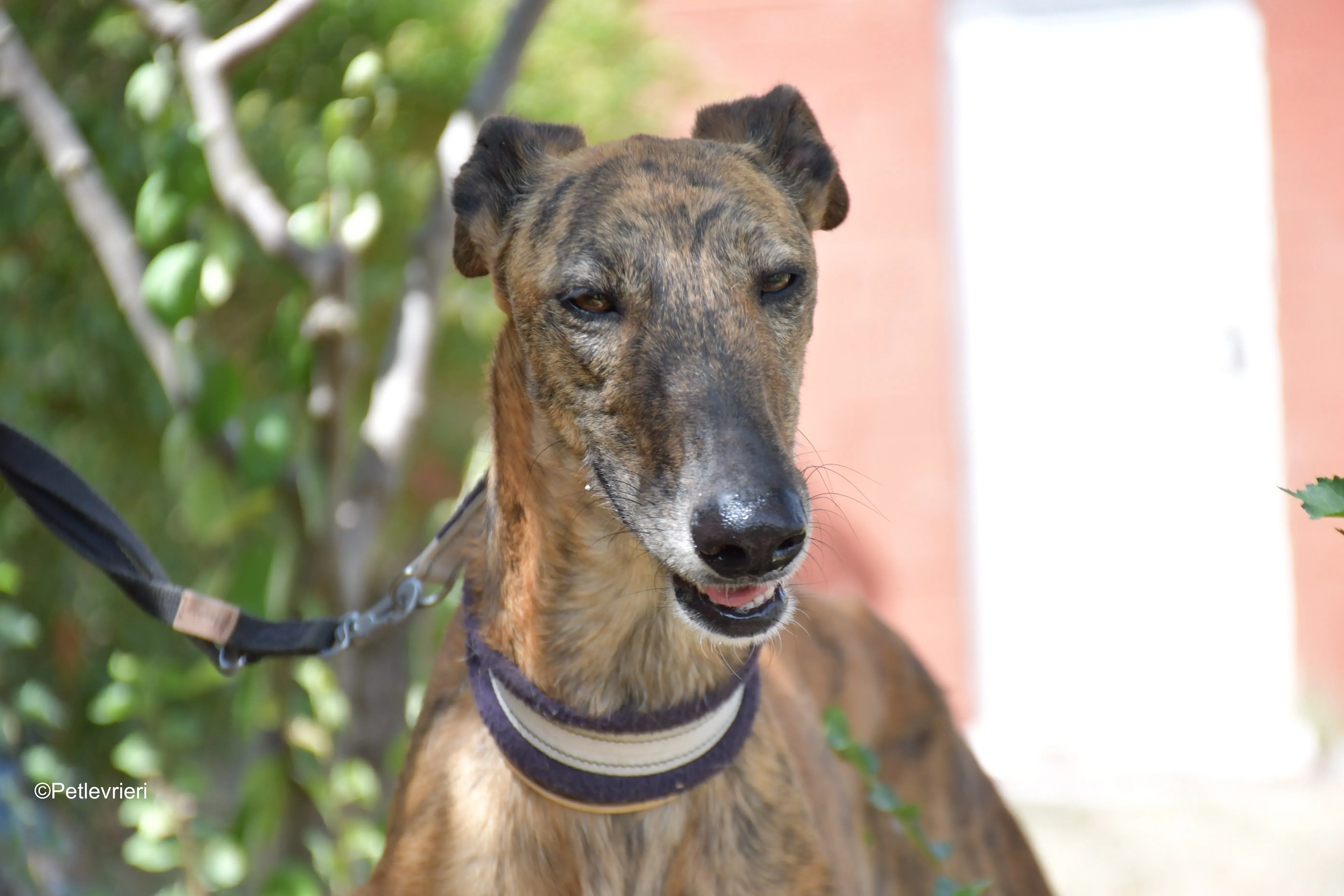 tata adozione levrieri galgo 10