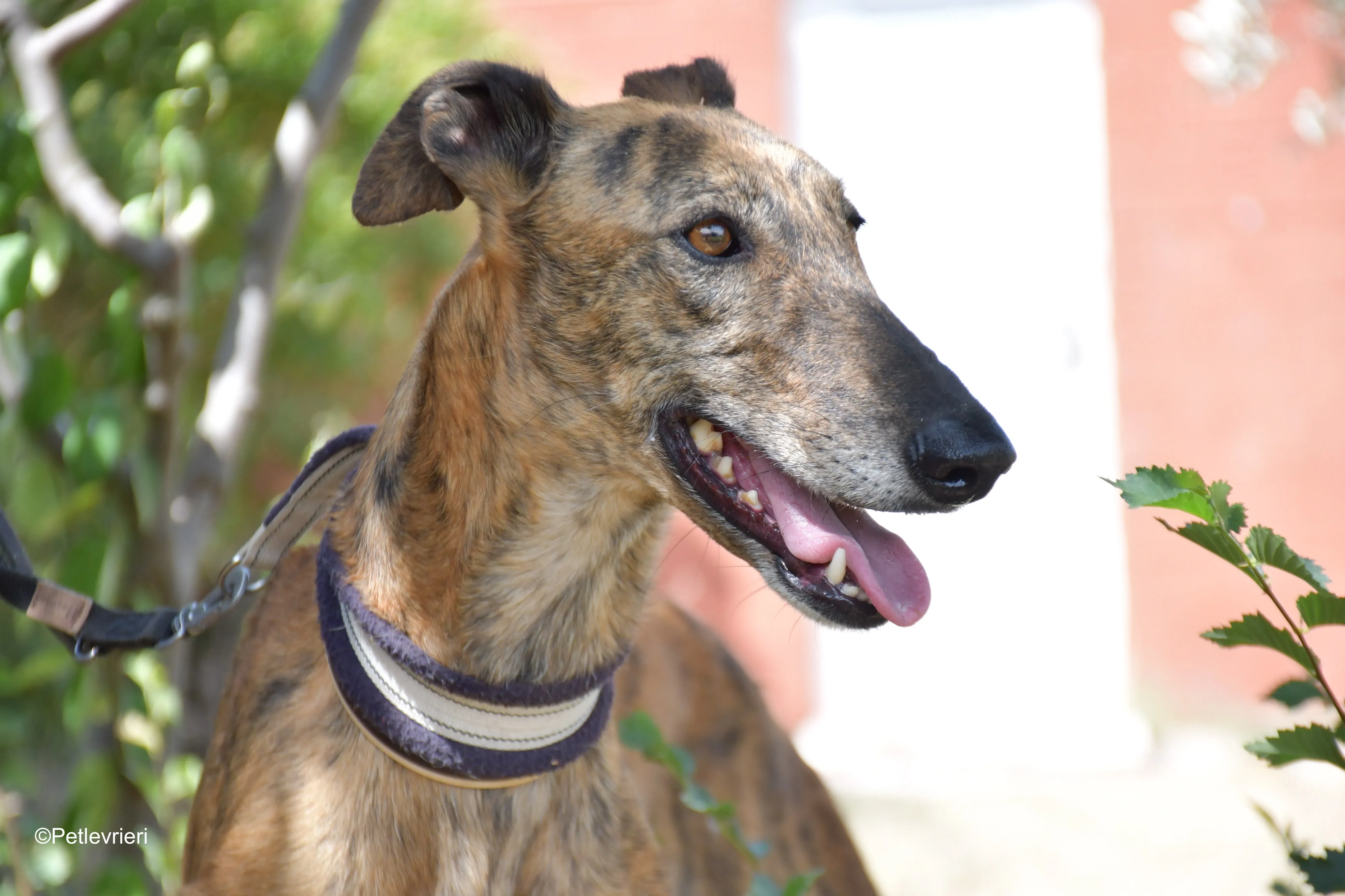 tata adozione levrieri galgo 11