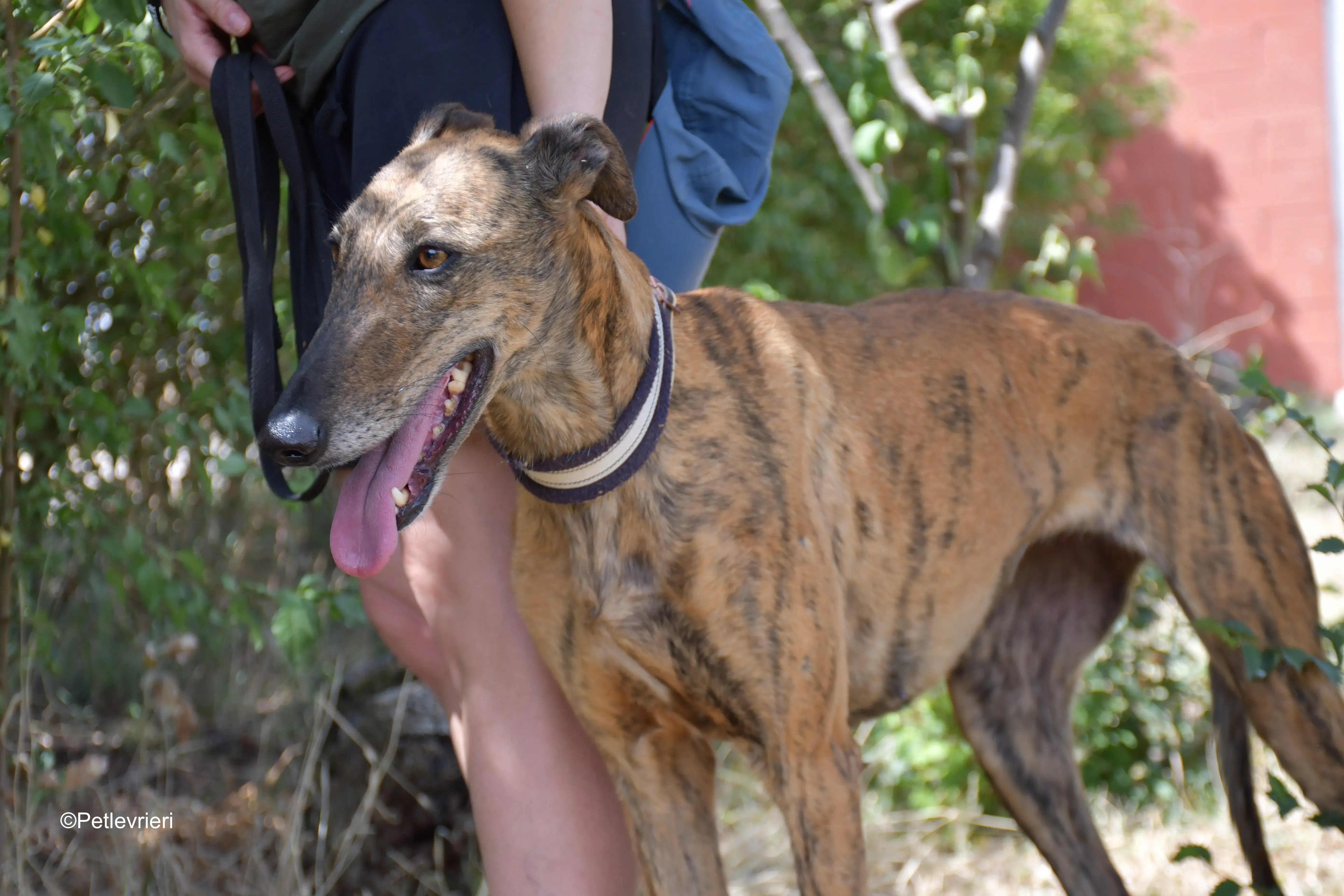 tata adozione levrieri galgo 12
