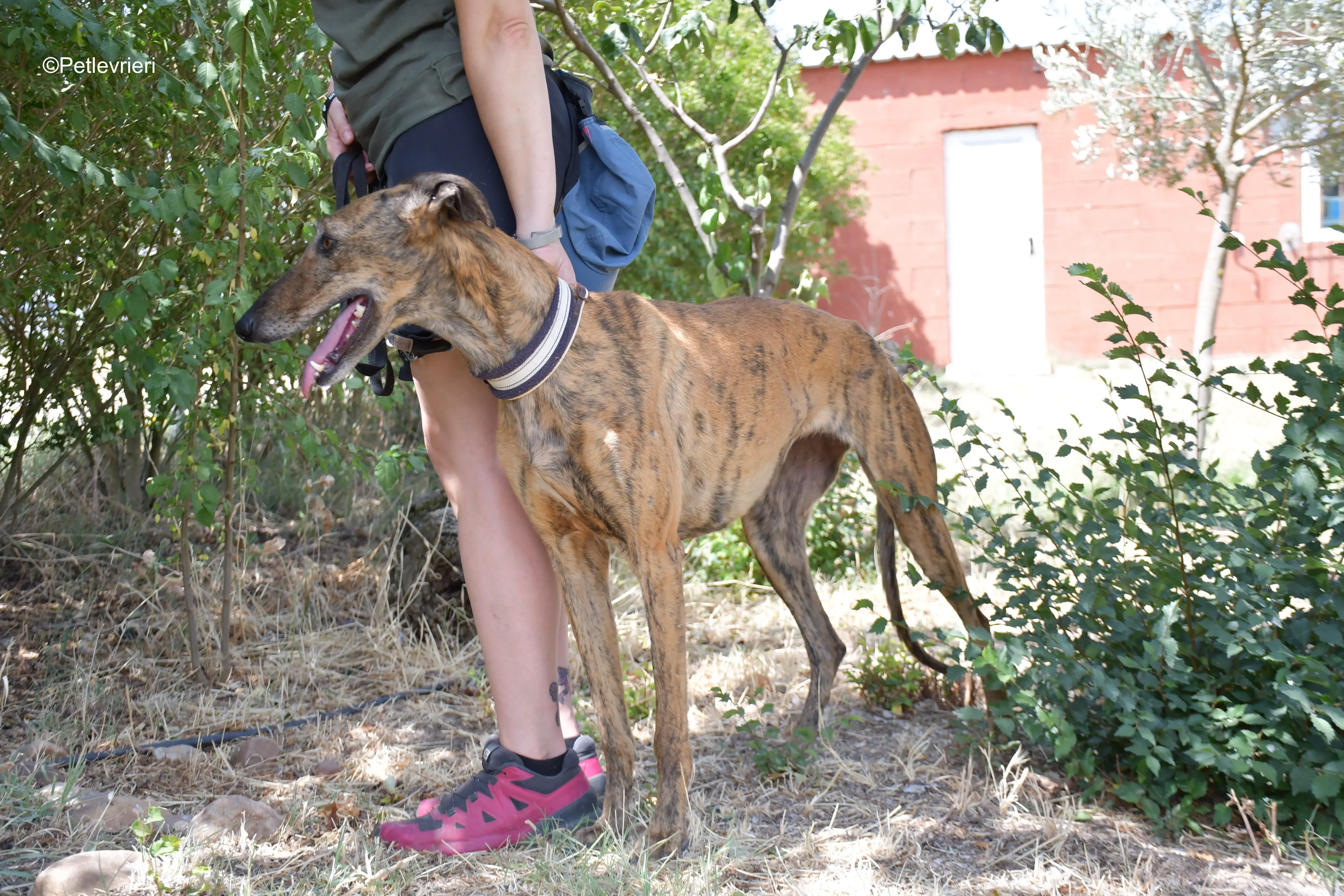 tata adozione levrieri galgo 13