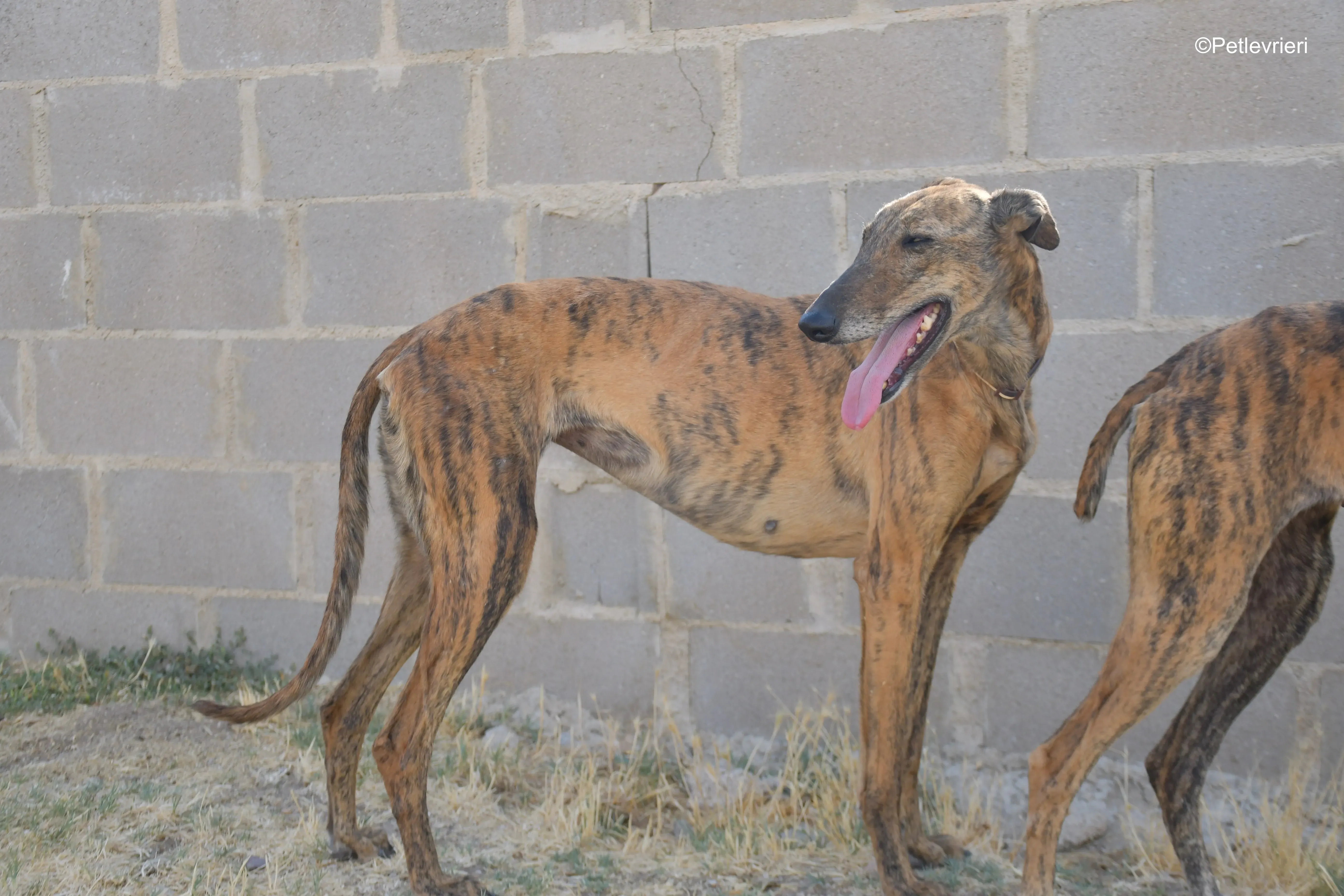 tata adozione levrieri galgo 2