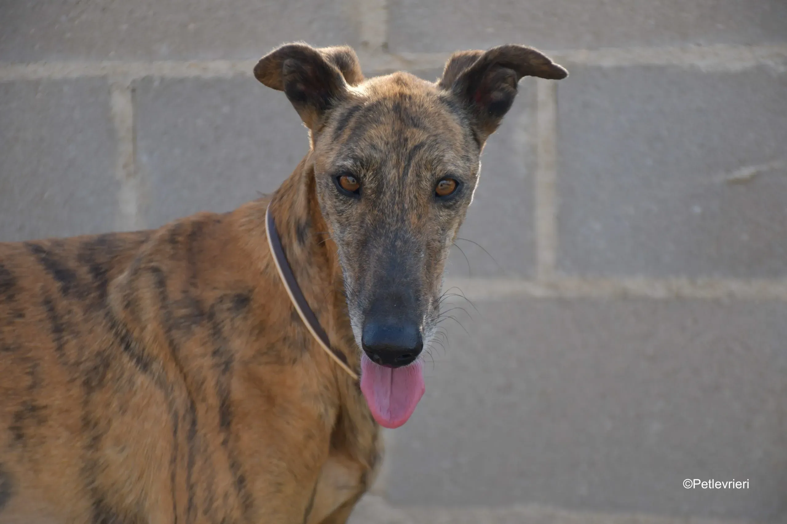 tata adozione levrieri galgo 3 scaled