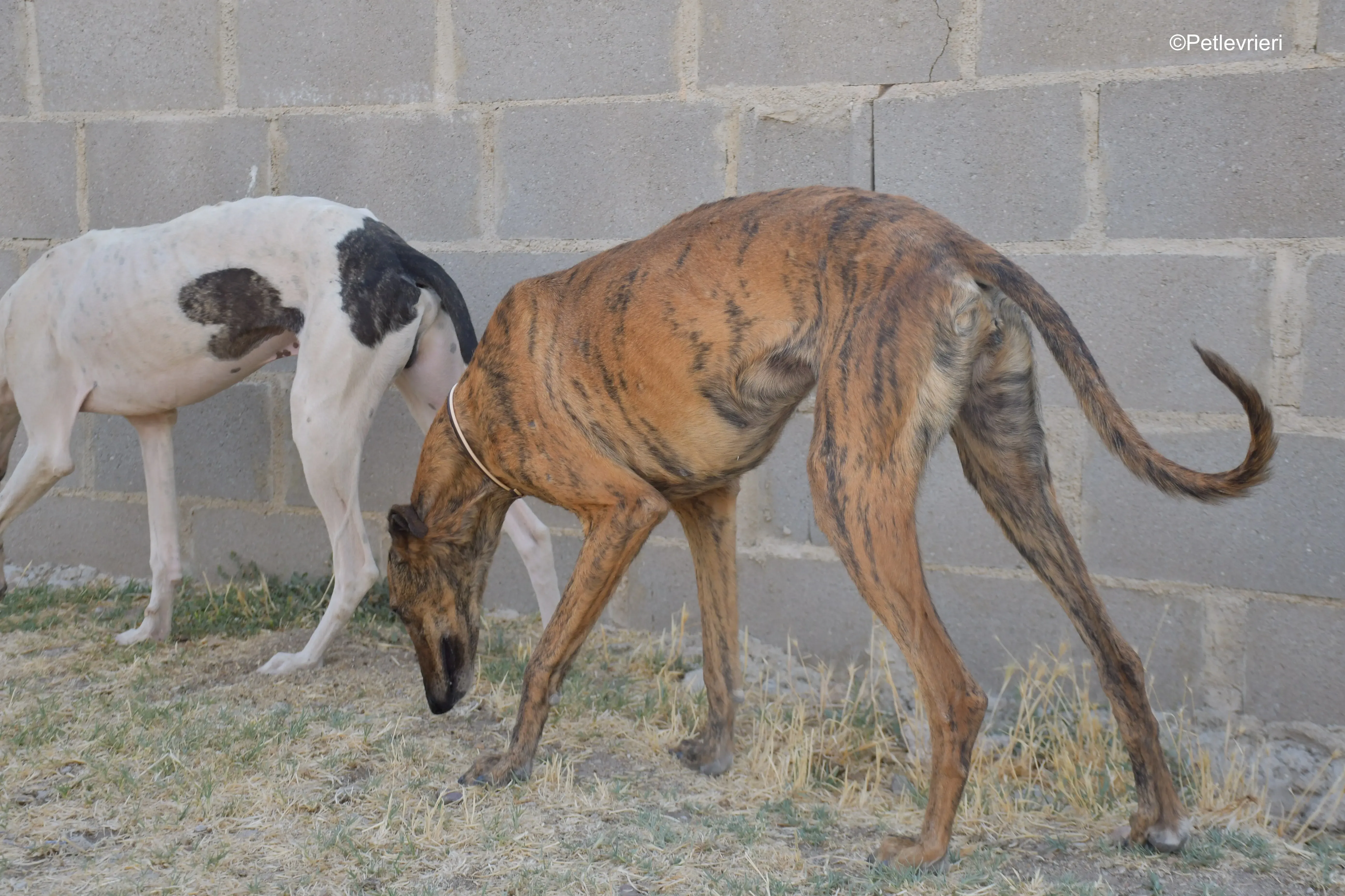 tata adozione levrieri galgo 4