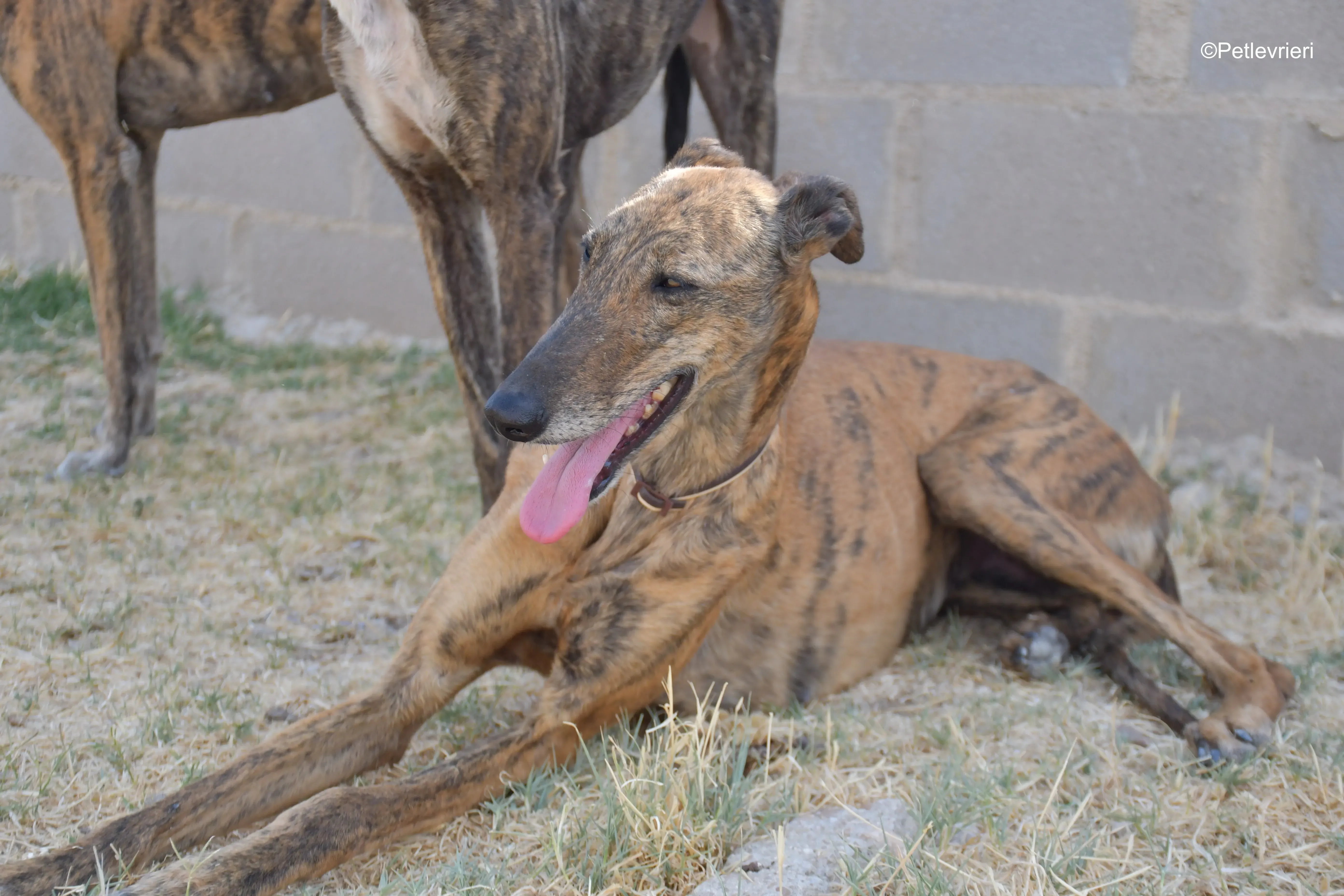 tata adozione levrieri galgo 5