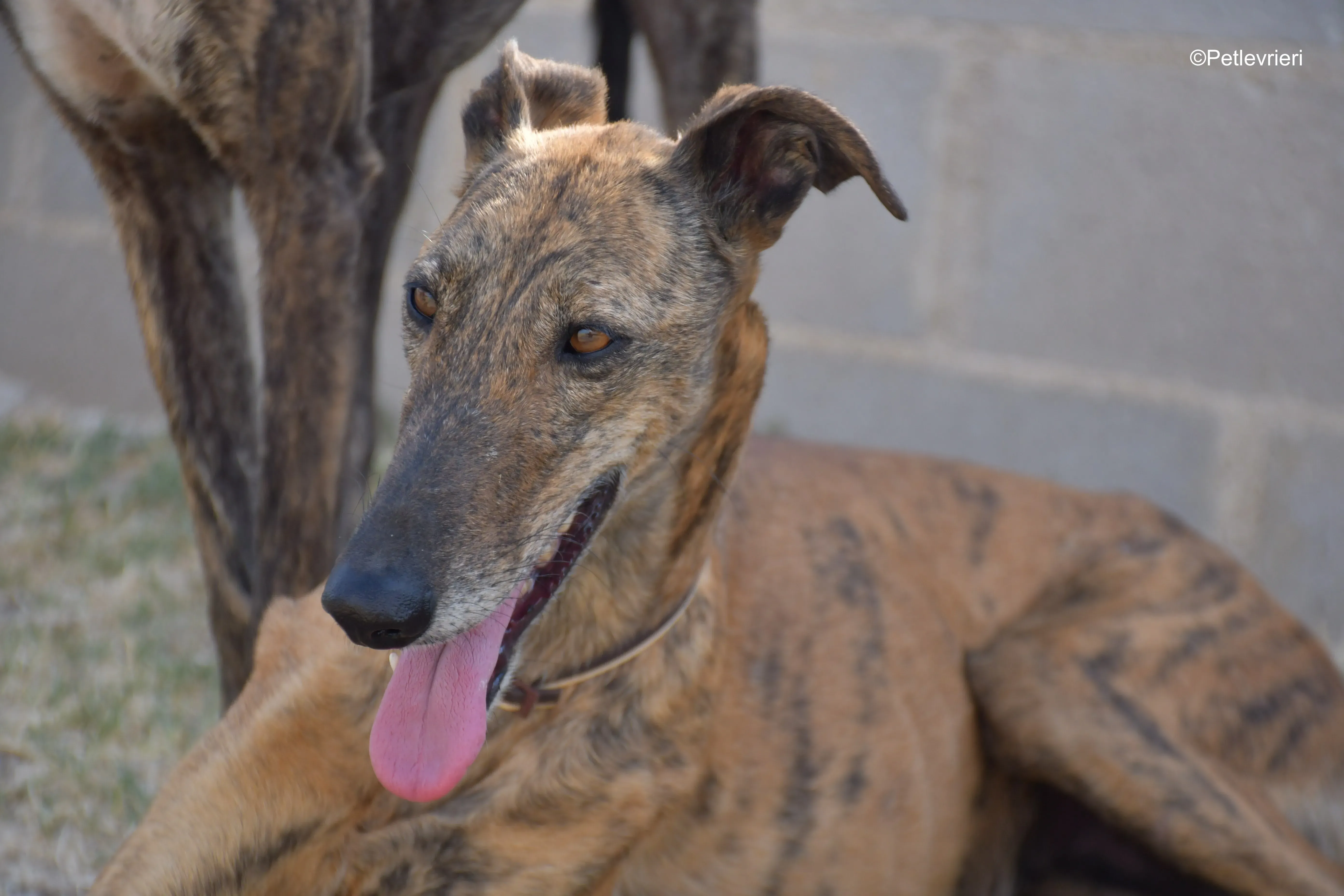 tata adozione levrieri galgo 6