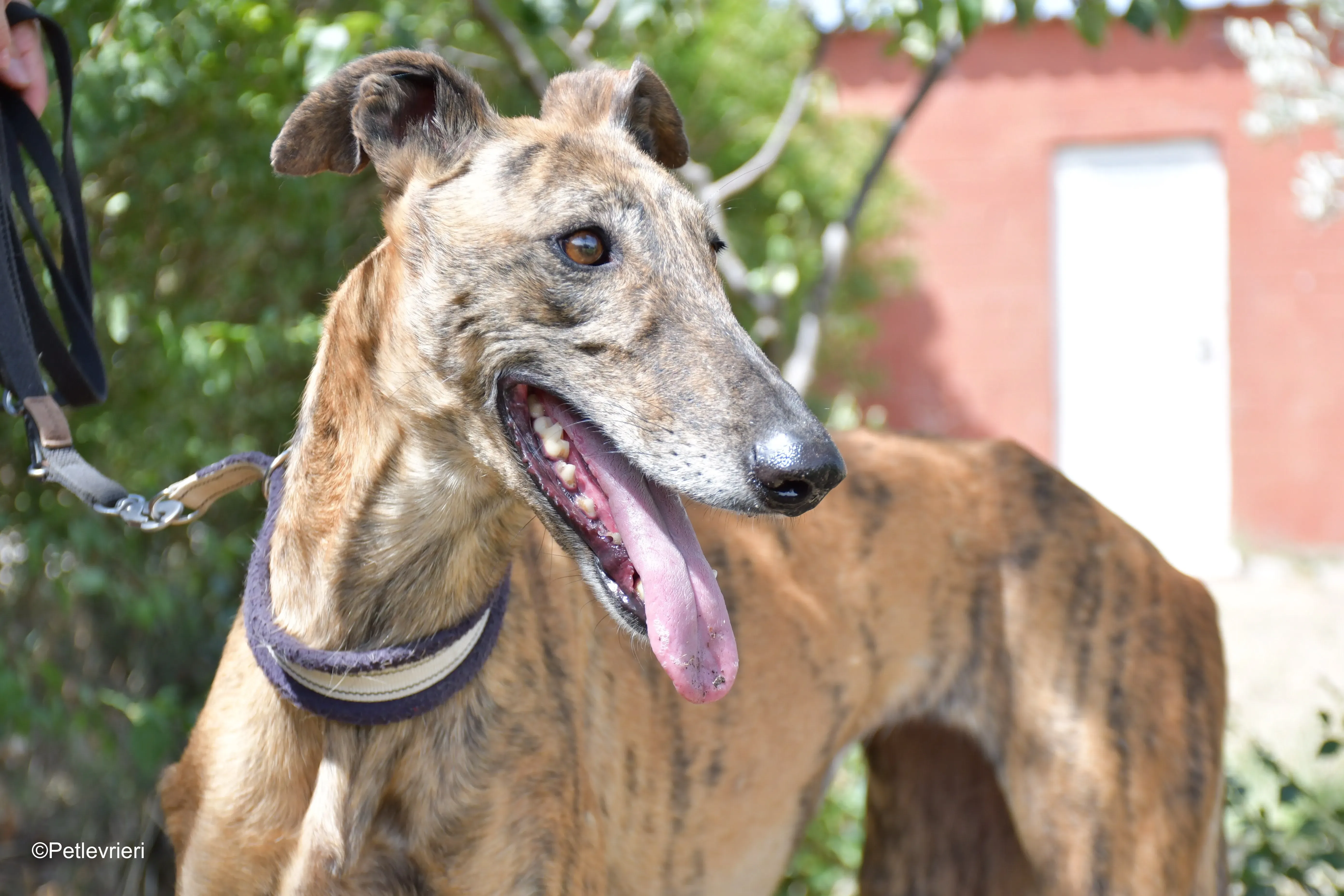 tata adozione levrieri galgo 7