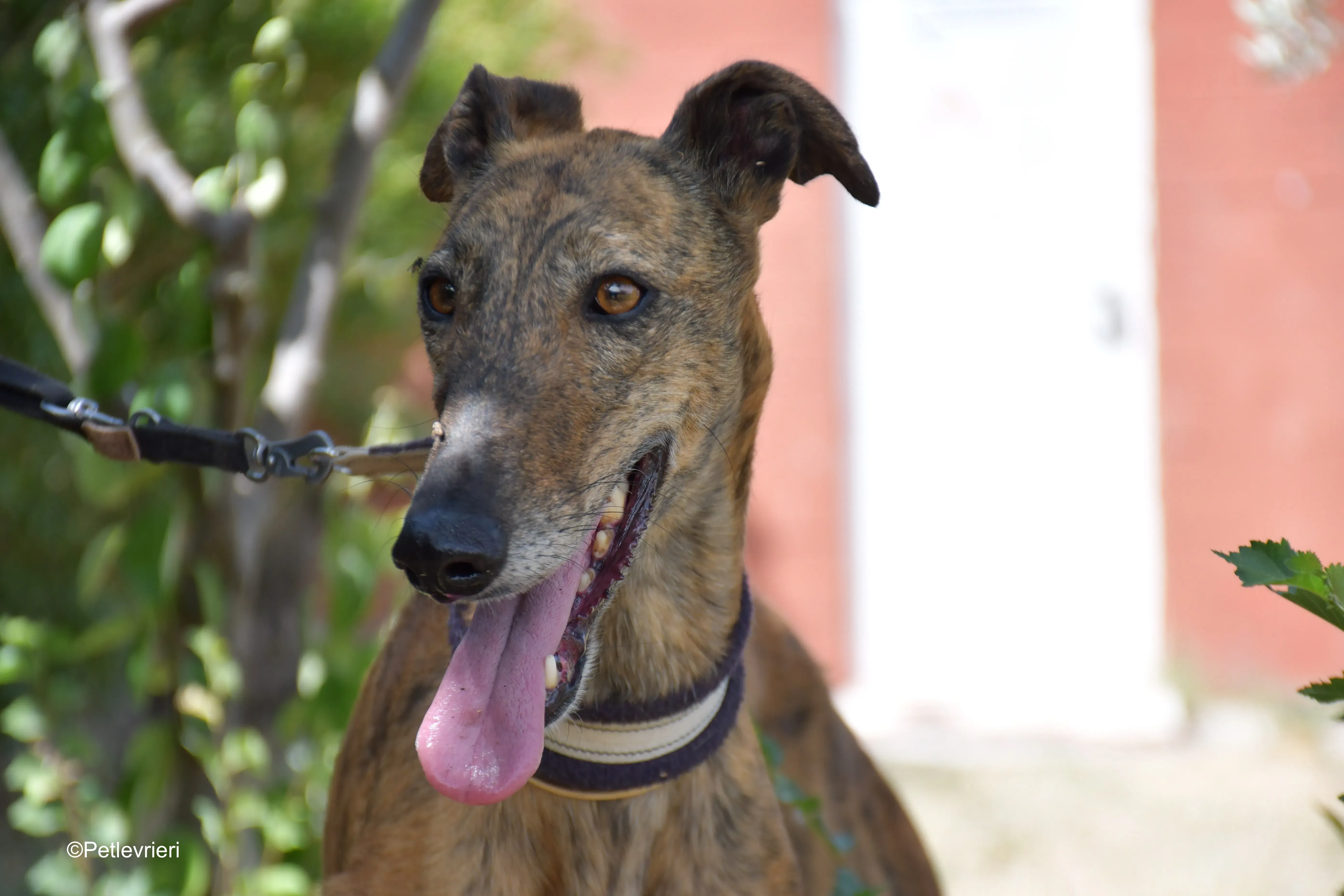 tata adozione levrieri galgo 8