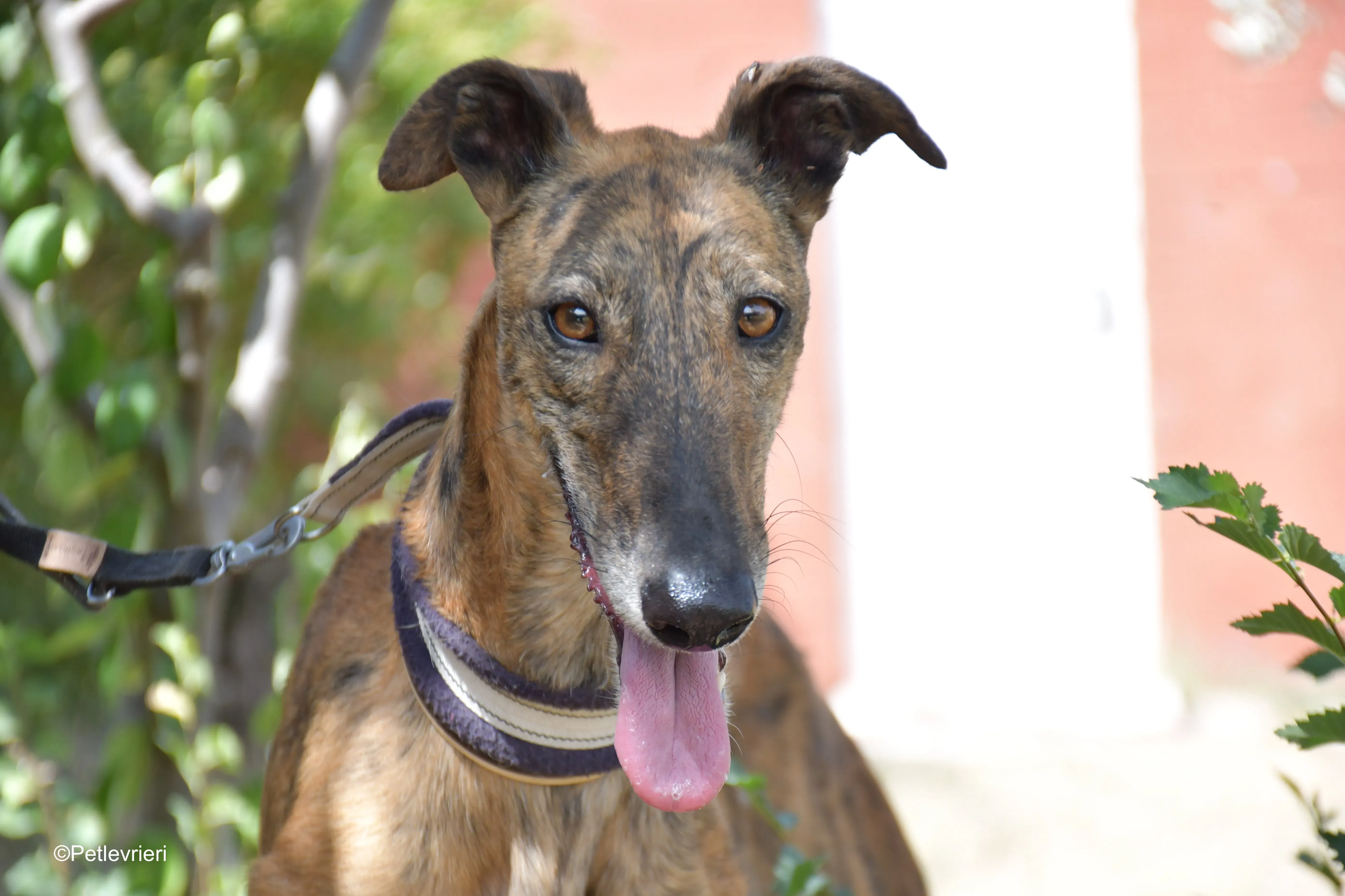 tata adozione levrieri galgo 9