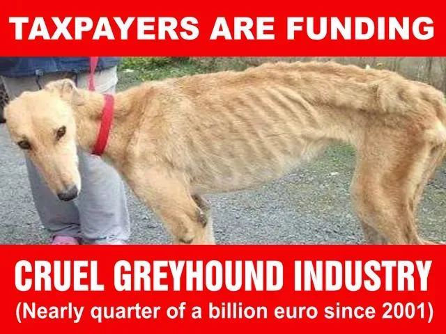 taxpayers are funding cruel greyhound industry copy 640x480