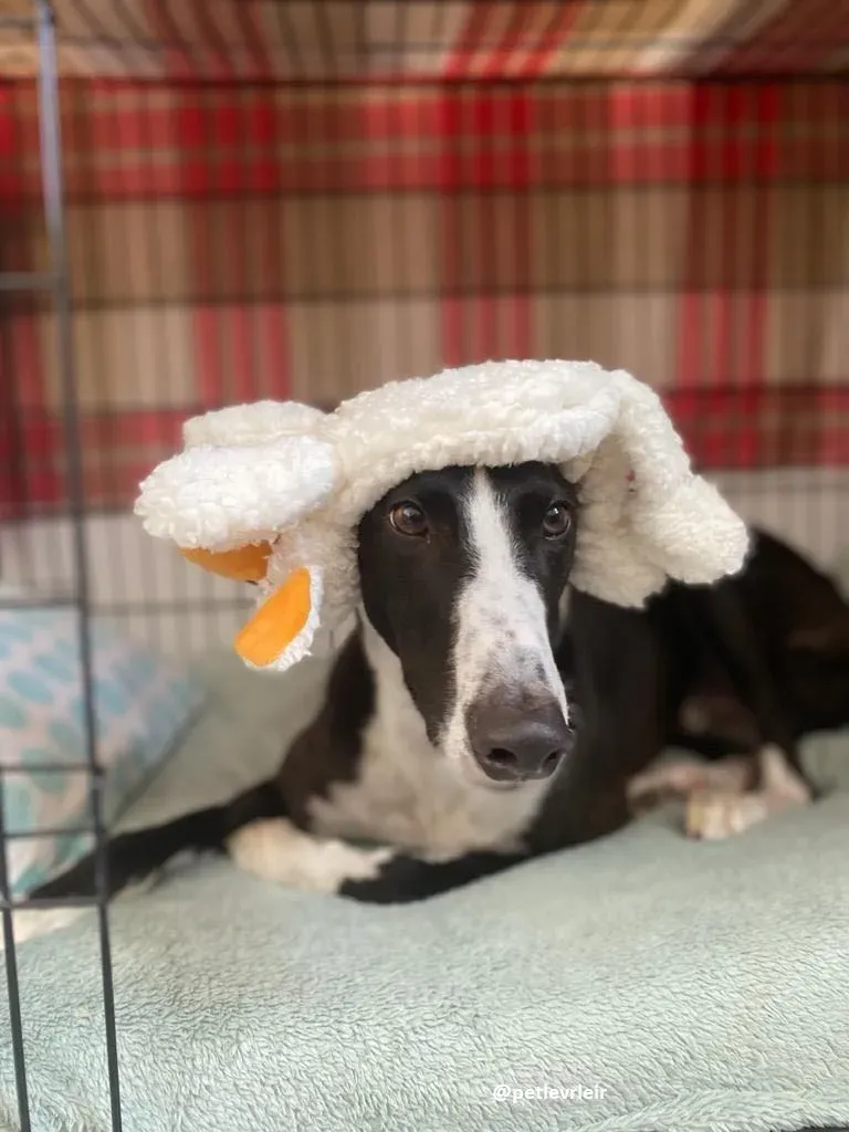 ted adozione greyhound 1 1