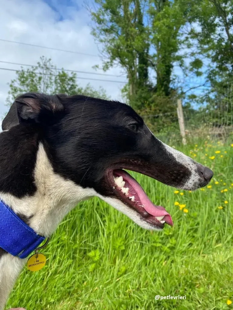 ted adozione greyhound 10