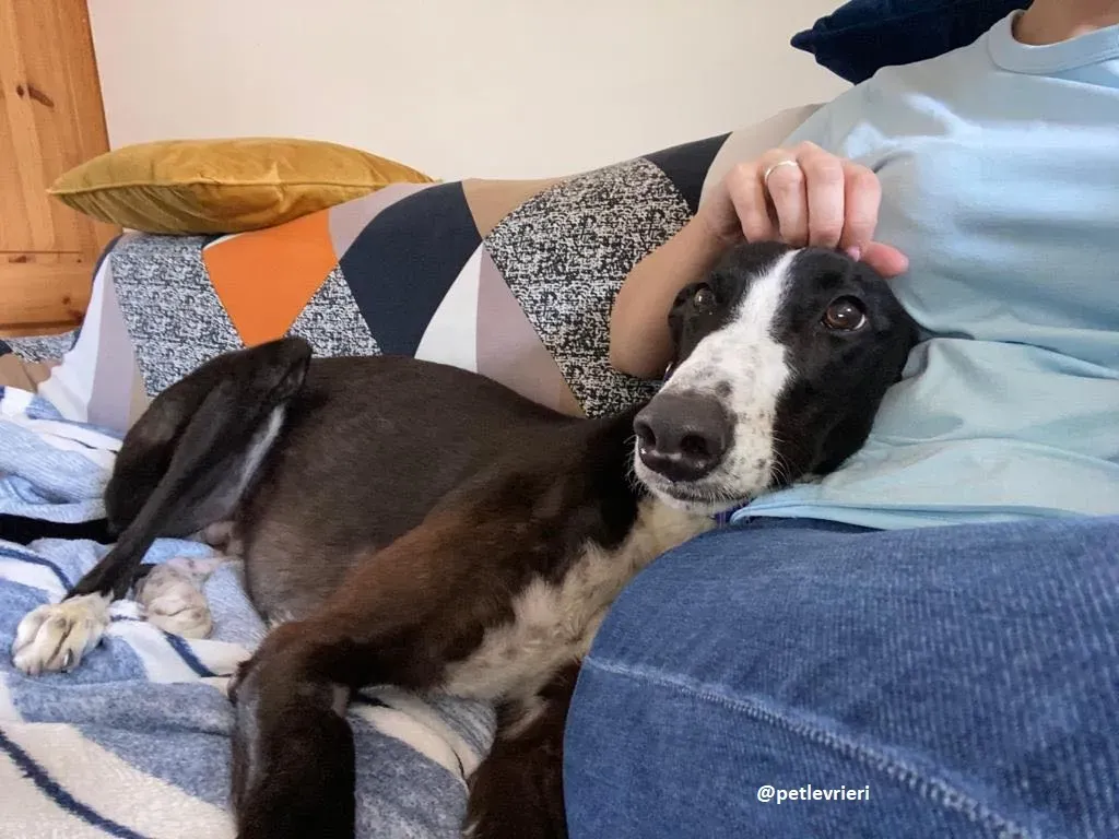 ted adozione greyhound 11