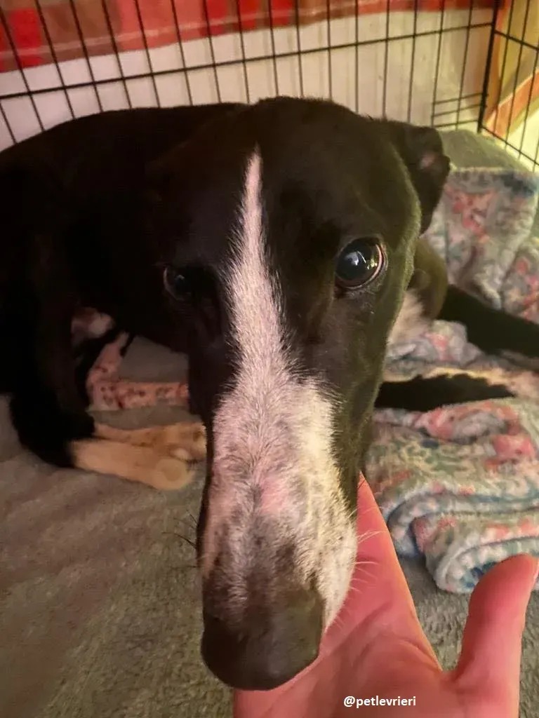 ted adozione greyhound 12