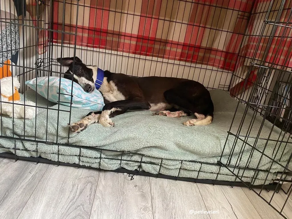 ted adozione greyhound 13