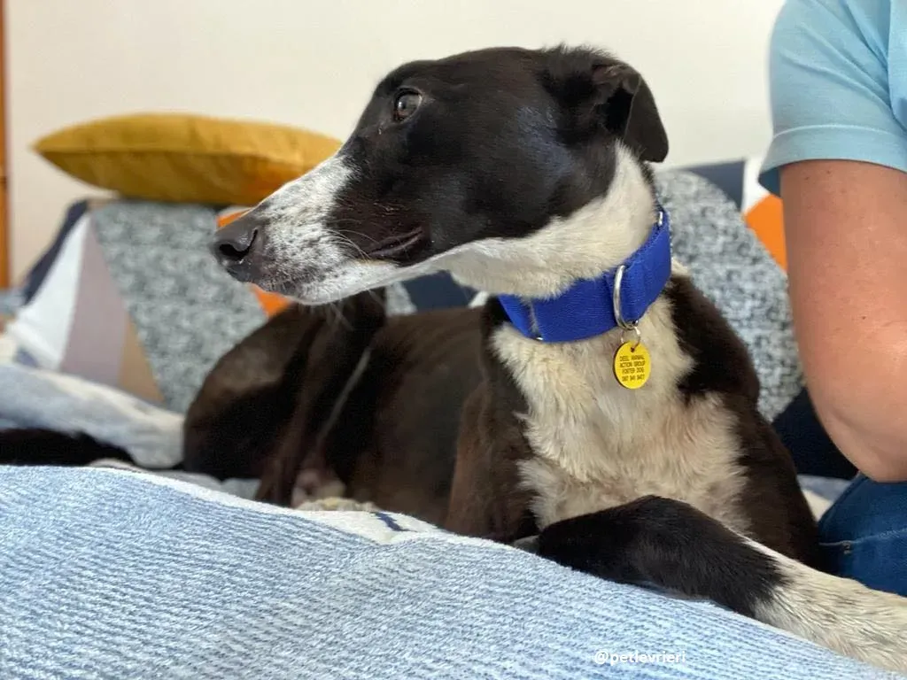 ted adozione greyhound 14